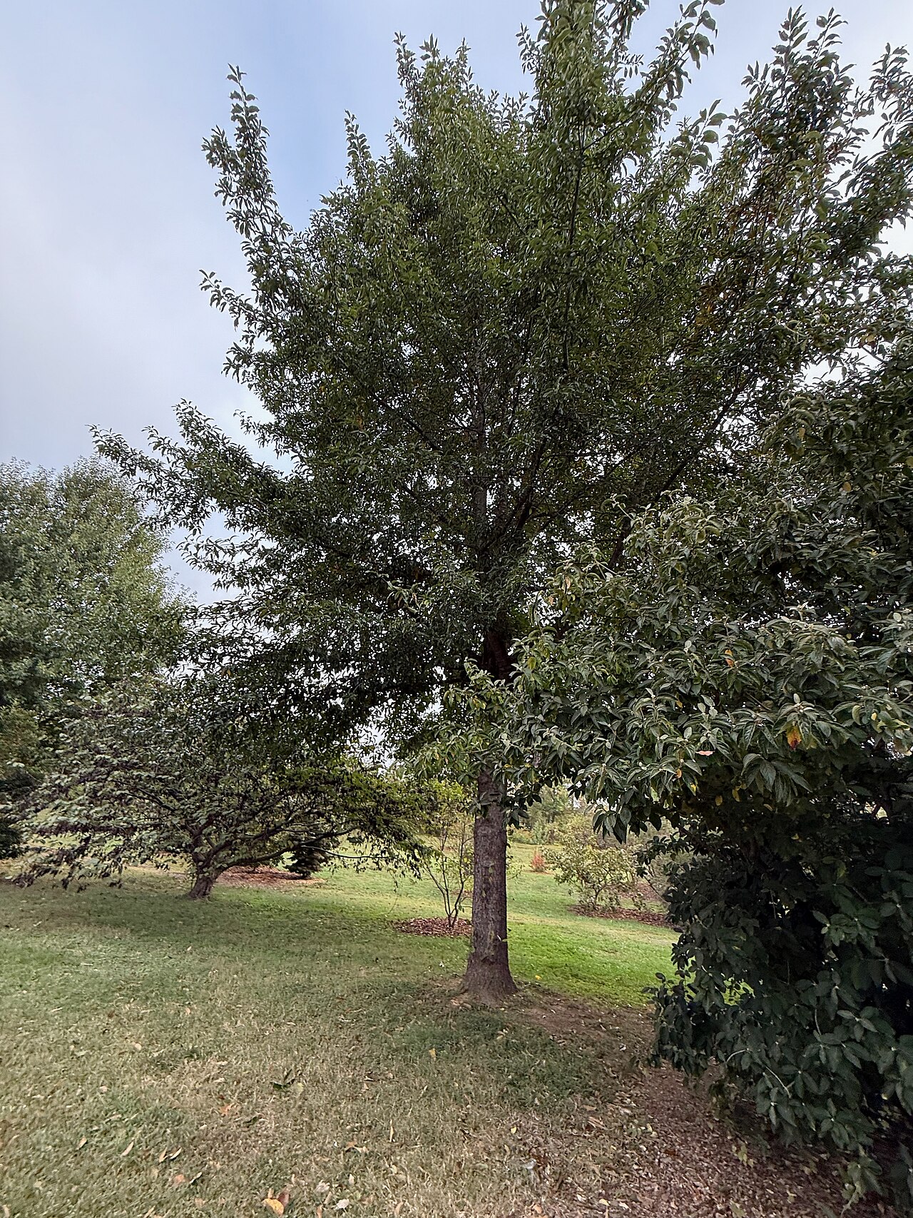Shingle Oak (Quercus imbricaria)