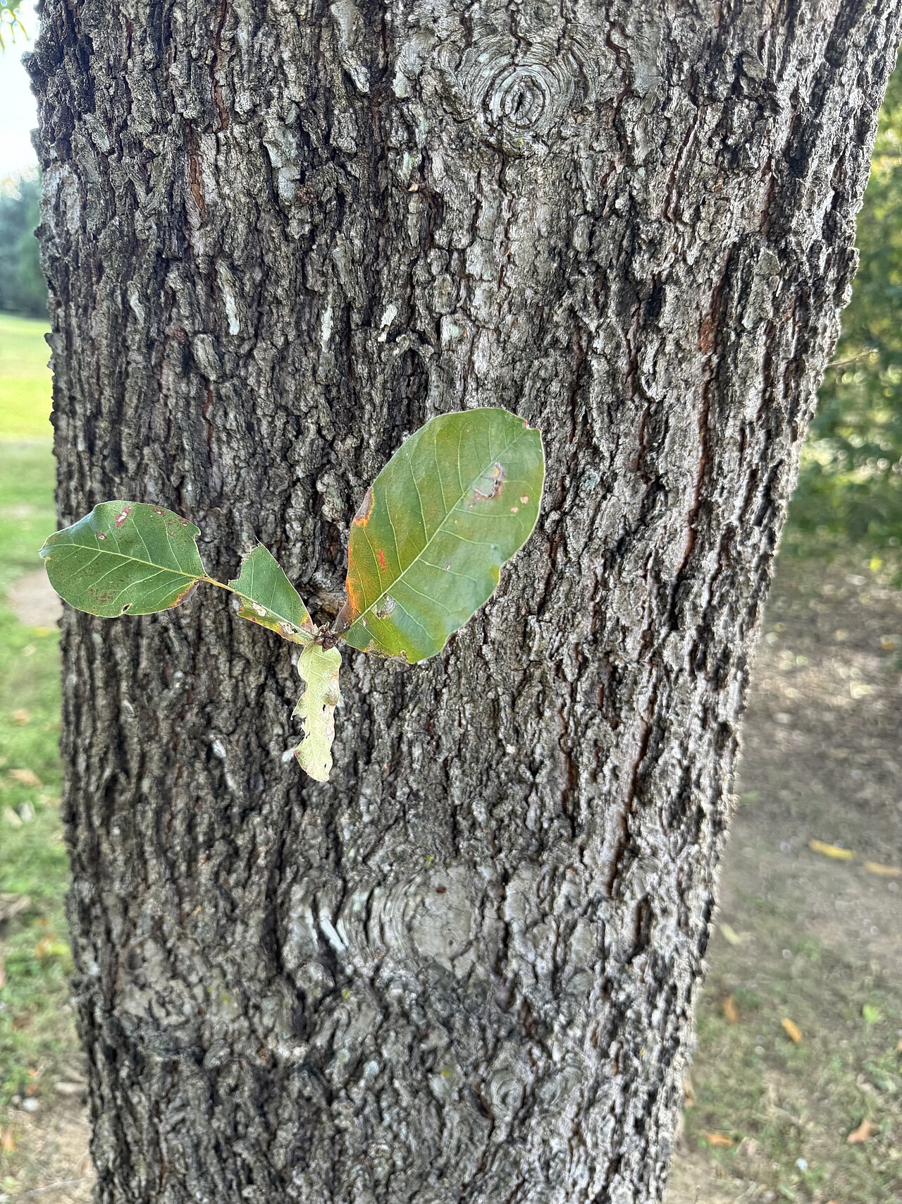 Shingle oak (Quercus imbricaria) unlobed, oblong leaves against furrowed bark