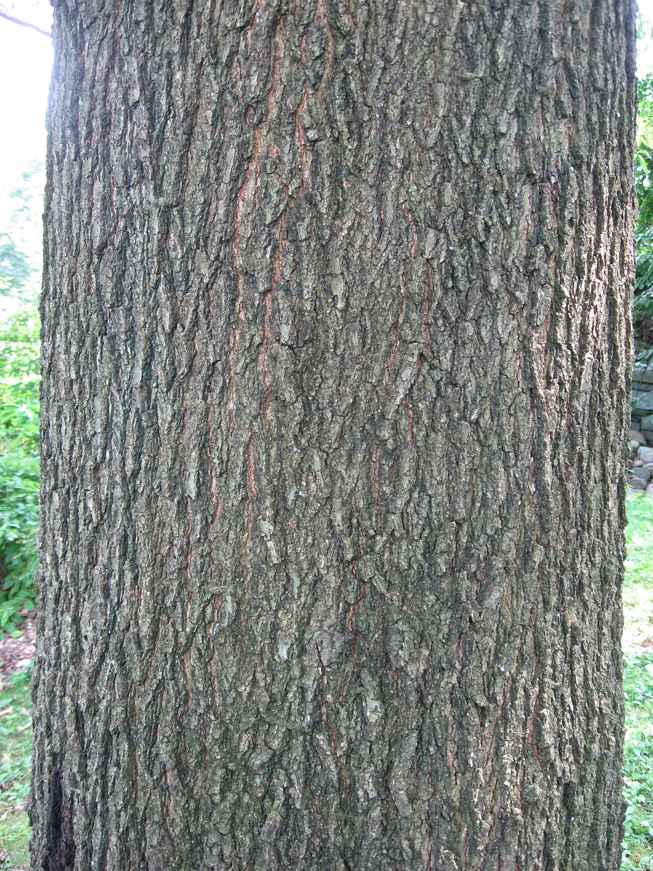 Furrowed gray-brown bark of a mature shingle oak (Quercus imbricaria) trunk