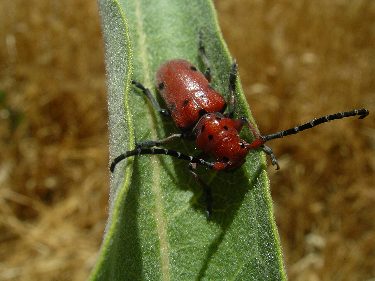 Red milkweed longhorn beetle (Tetraopes species) on a Showy Milkweed (Asclepias speciosa) leaf