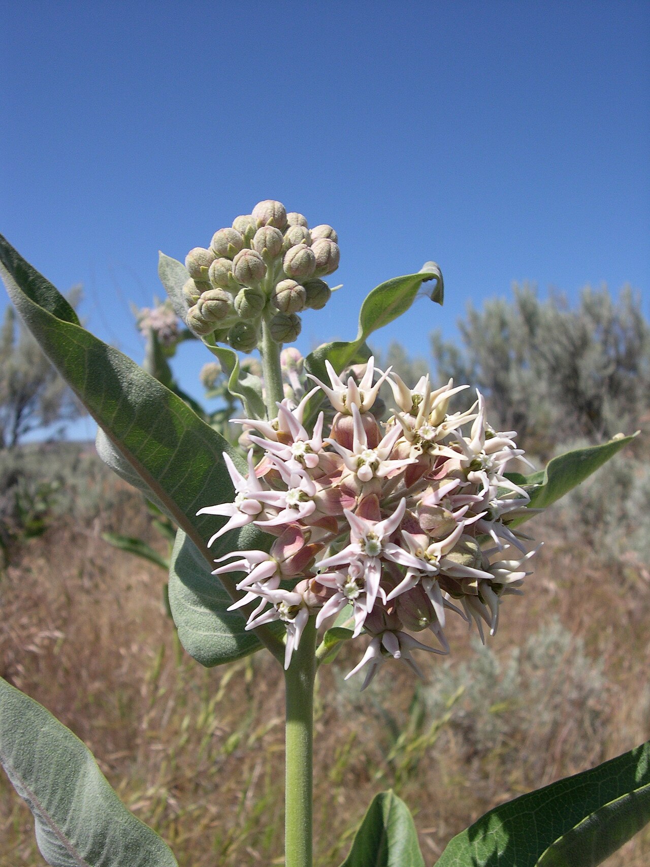 Close-up of Showy Milkweed (Asclepias speciosa) star-shaped pink flowers showing the reflexed petals and pointed hoods