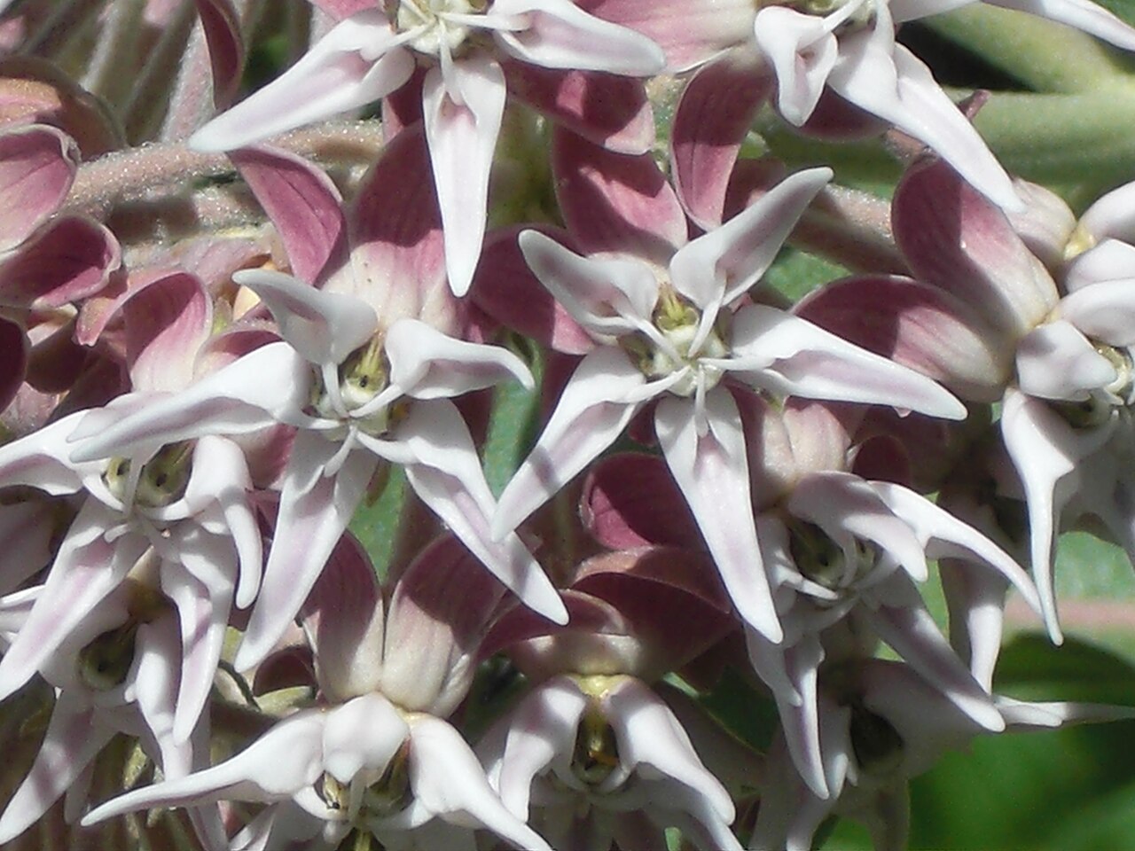 Showy Milkweed (Asclepias speciosa)