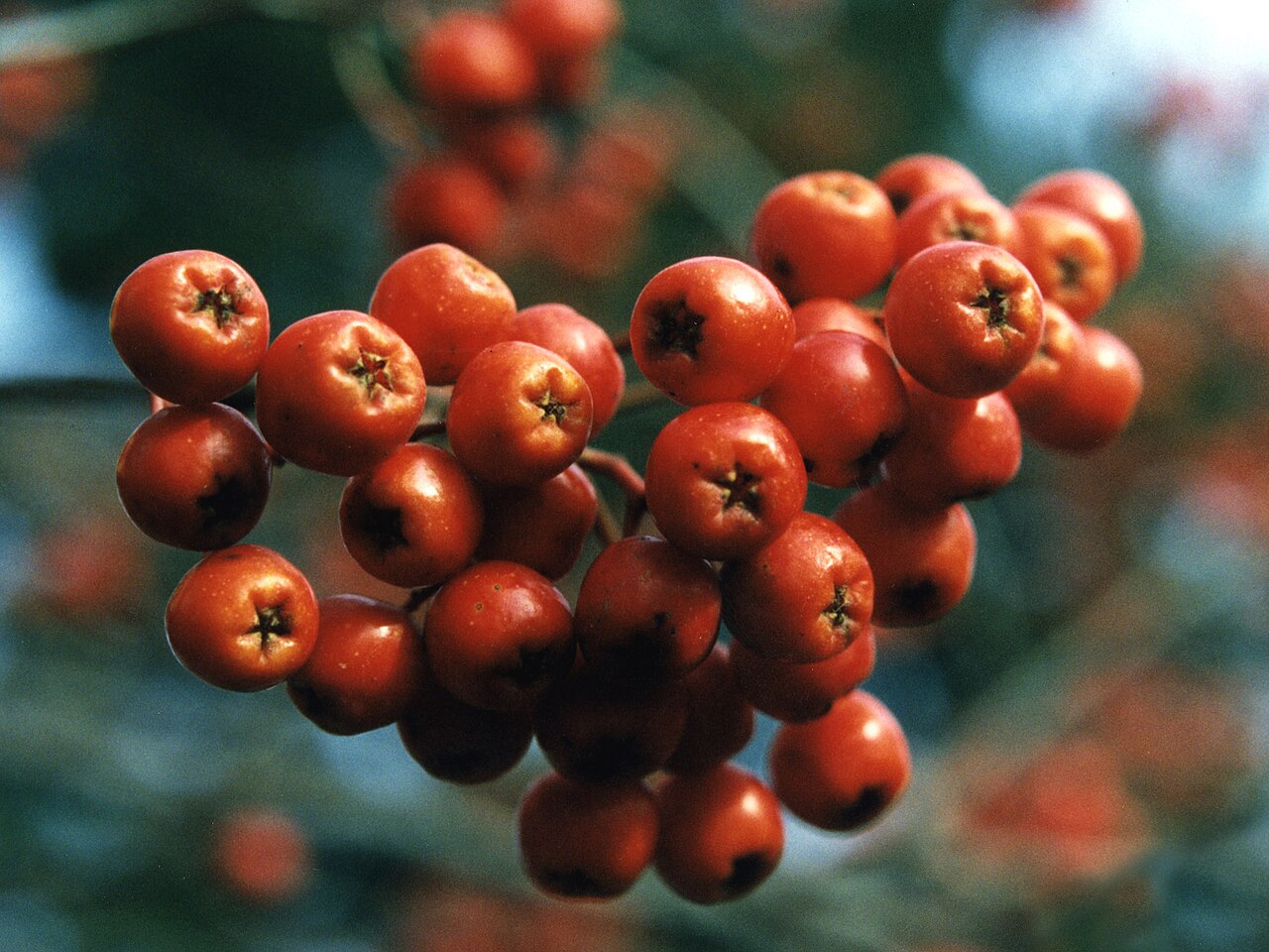 Showy Mountain Ash (Sorbus decora) - PlantNative.org Close-up of Showy Mountain Ash berry clusters, showing bright orange-red round fruit