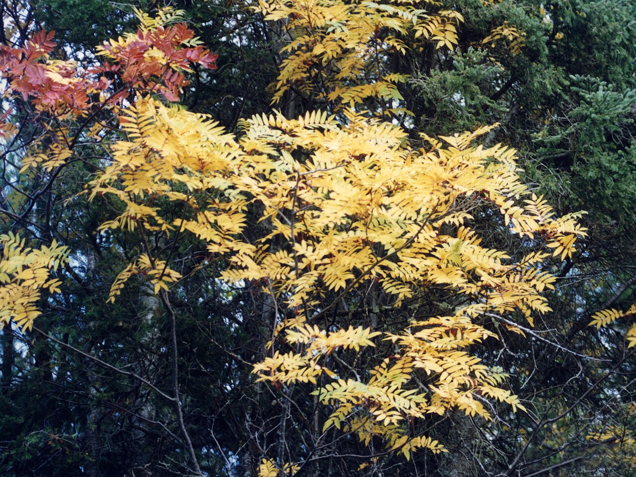 Showy Mountain Ash (Sorbus decora) - PlantNative.org Showy Mountain Ash tree in fall, with yellow compound leaves against evergreen forest