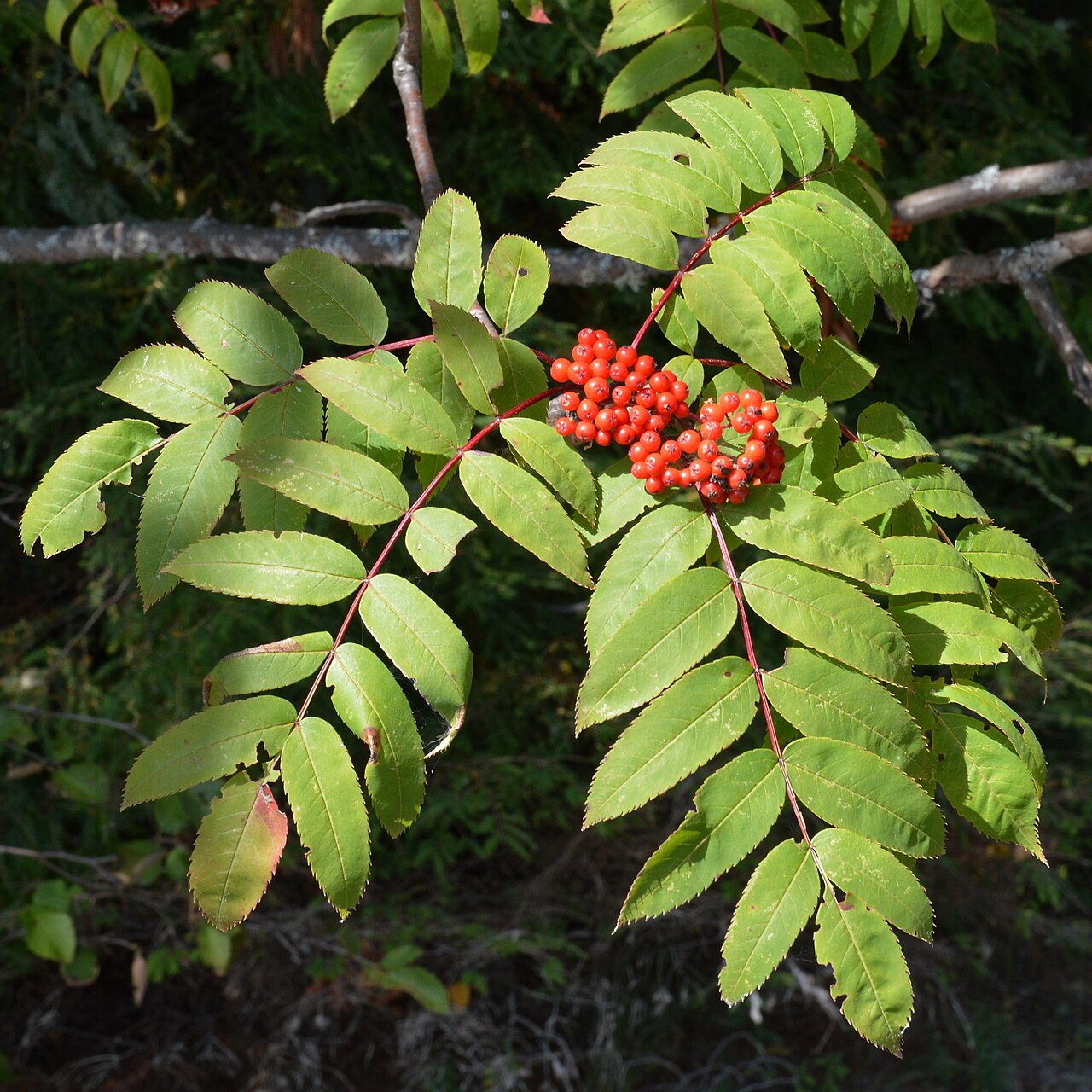 Showy Mountain Ash (Sorbus decora) - PlantNative.org Showy Mountain Ash (Sorbus decora) branch with compound leaves and clusters of bright orange-red berries