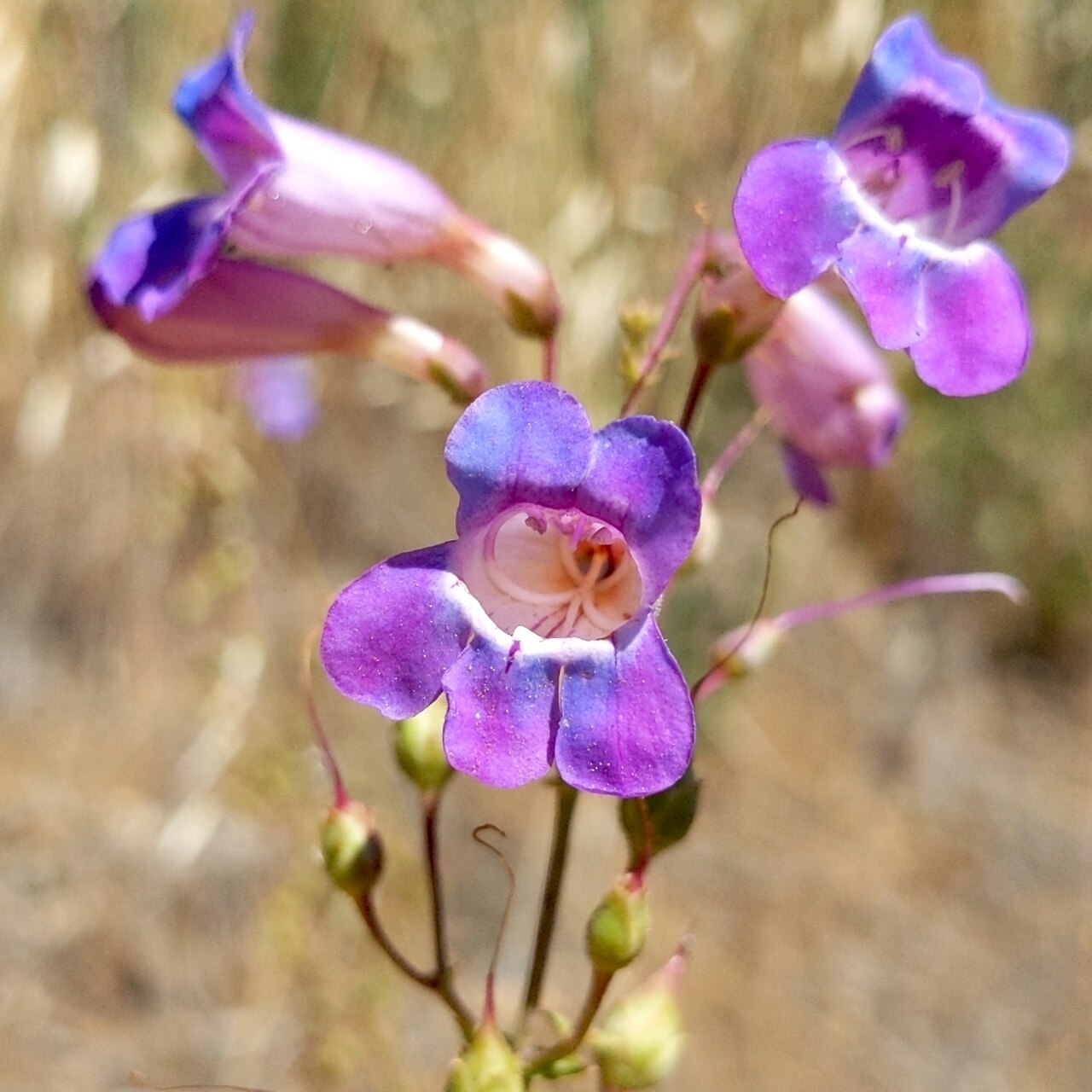 Close-up of large purple-blue showy penstemon (Penstemon spectabilis) flowers showing the tubular, two-lipped shape
