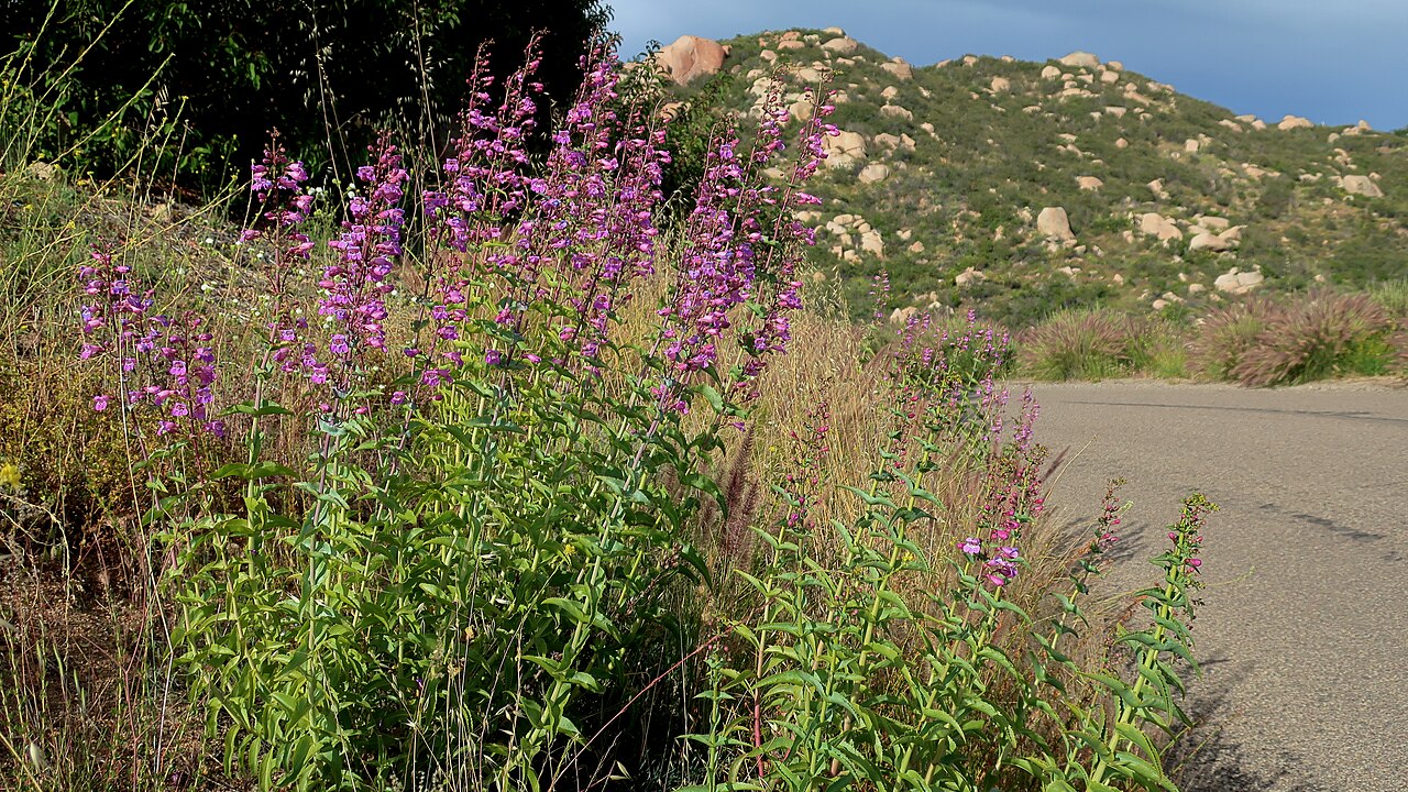 Showy penstemon (Penstemon spectabilis) growing in dry rocky chaparral habitat in San Diego County, California