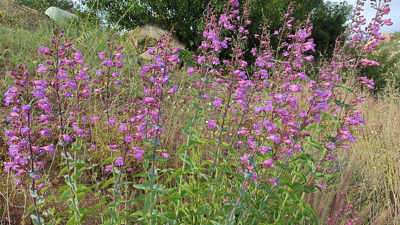 Tall spikes of purple showy penstemon (Penstemon spectabilis) flowers blooming on a hillside in Southern California