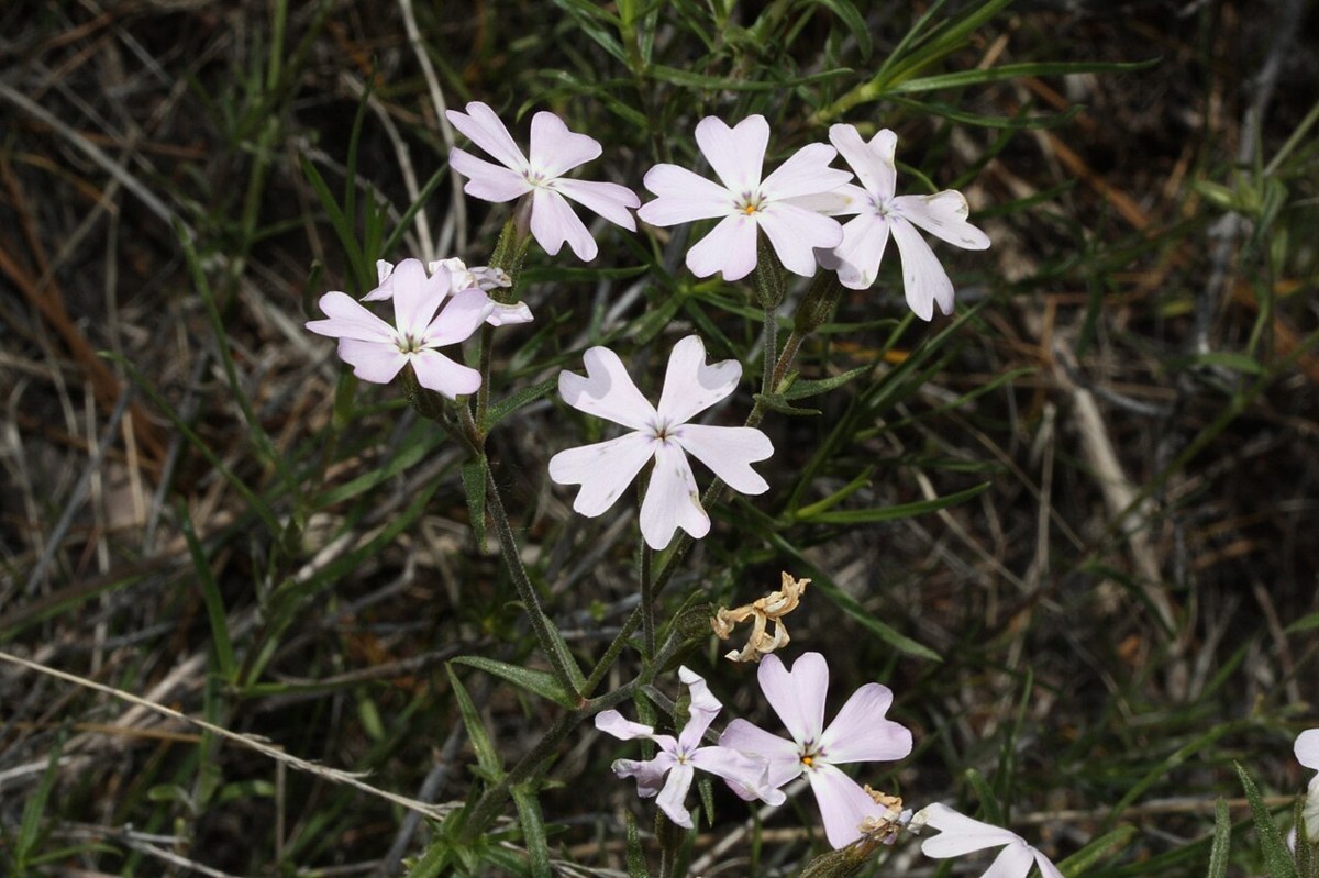 Showy Phlox (Phlox speciosa) - PlantNative.org Close-up of showy phlox (Phlox speciosa) flowers showing distinctly notched petal tips and narrow needle-like leaves