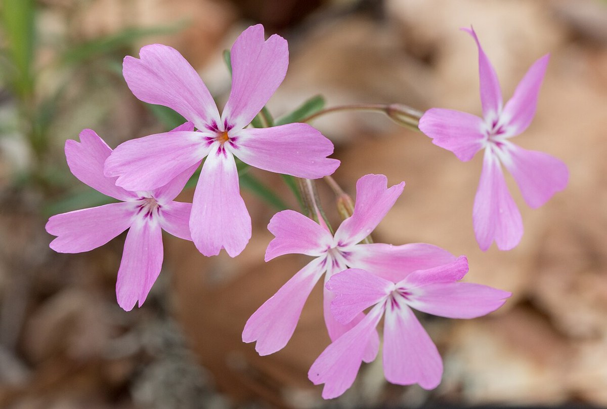 Showy Phlox (Phlox speciosa) - PlantNative.org Showy phlox (Phlox speciosa) flowers with rose-pink petals and dark eyes growing in open forest habitat in Trinity County, California