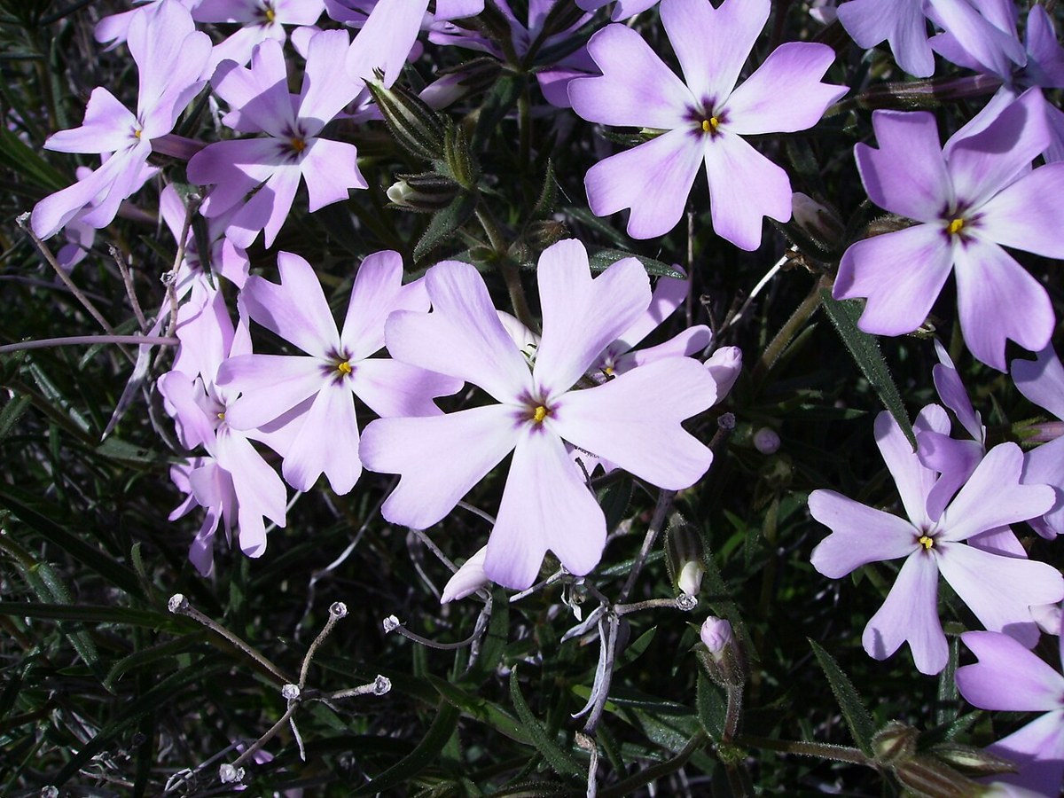 Showy Phlox (Phlox speciosa) - PlantNative.org Showy phlox (Phlox speciosa) mounded plant covered in pale lavender-pink notched flowers