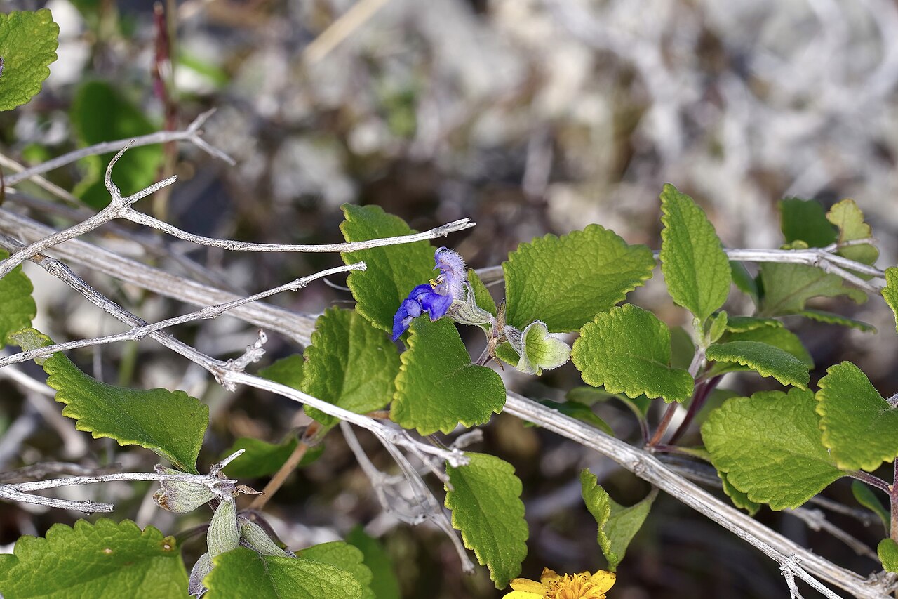 Shrubby blue sage (Salvia ballotiflora) branch with scalloped gray-green leaves and a single violet flower among thorny brush