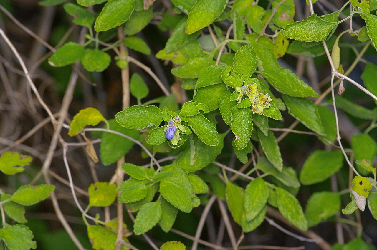 Shrubby blue sage (Salvia ballotiflora) stem showing opposite scalloped leaves and small violet flowers