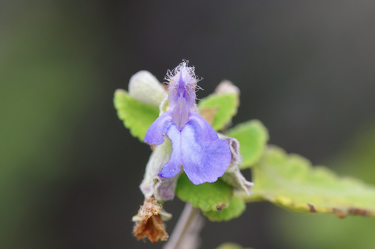 Shrubby blue sage (Salvia ballotiflora) flower showing small violet-blue tubular bloom with fuzzy white stamens