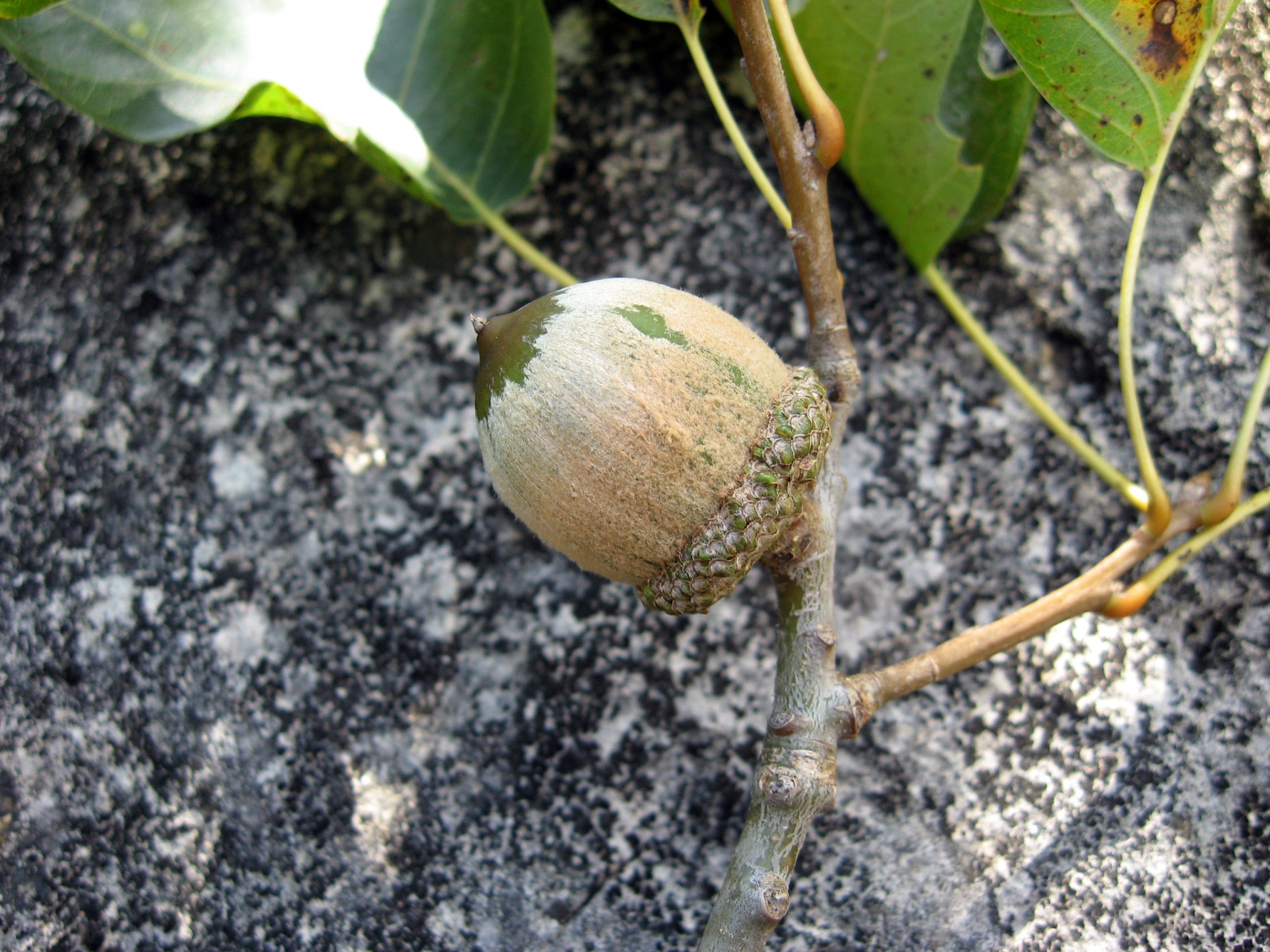 Shumard Oak (Quercus shumardii) - PlantNative.org Developing acorn of Shumard oak (Quercus shumardii) with its shallow scaly cup, photographed in Franklin County, Tennessee