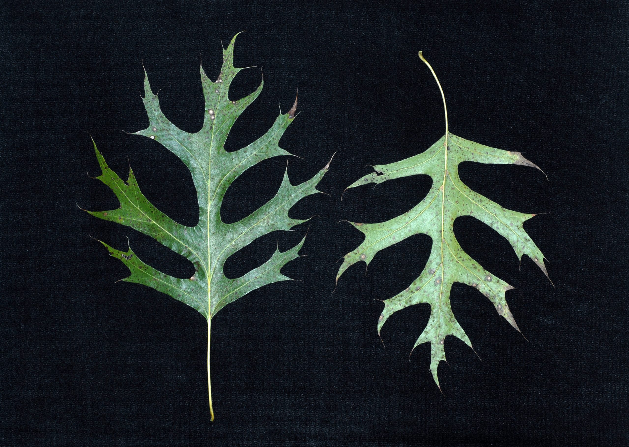 Shumard Oak (Quercus shumardii) - PlantNative.org Comparison of Shumard oak (Quercus shumardii) leaf top and bottom surfaces showing deep sinuses and bristle-tipped lobes