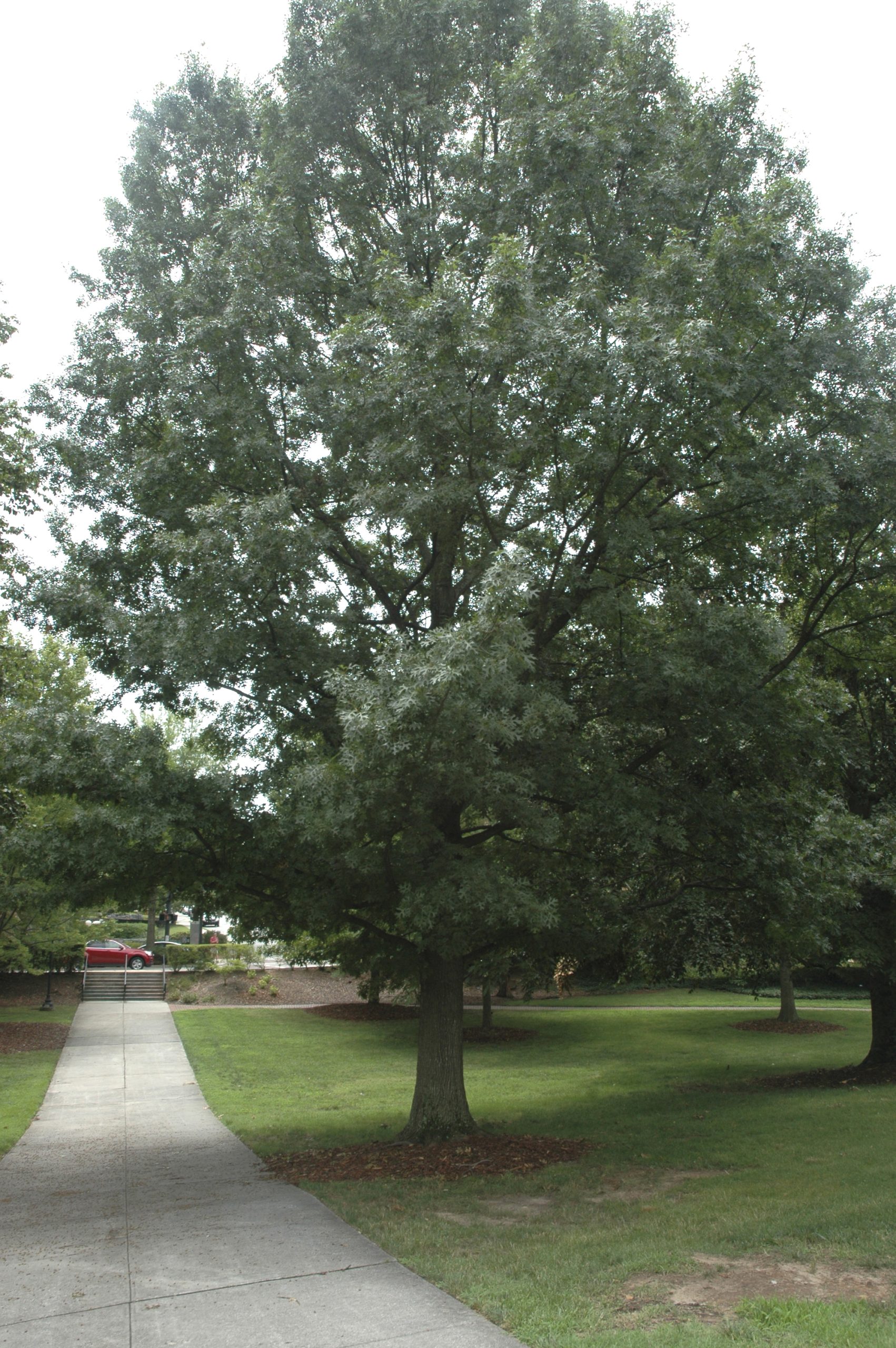 Shumard Oak (Quercus shumardii) - PlantNative.org Mature Shumard oak (Quercus shumardii) shade tree with a broad rounded crown growing beside a walkway