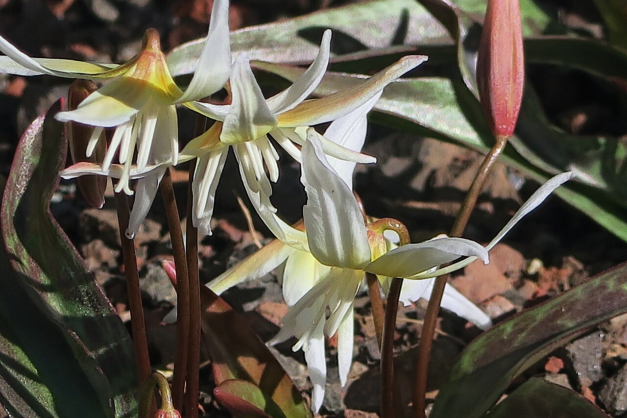 Sierra fawn lily (Erythronium multiscapoideum) nodding white and yellow flowers with recurved petals above mottled green and bronze leaves