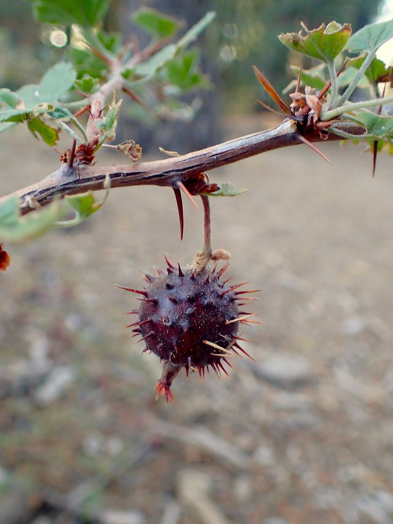 Sierra Gooseberry (Ribes roezlii) - PlantNative.org Close-up of a single spiny dark red Sierra gooseberry (Ribes roezlii) fruit hanging from a thorny twig