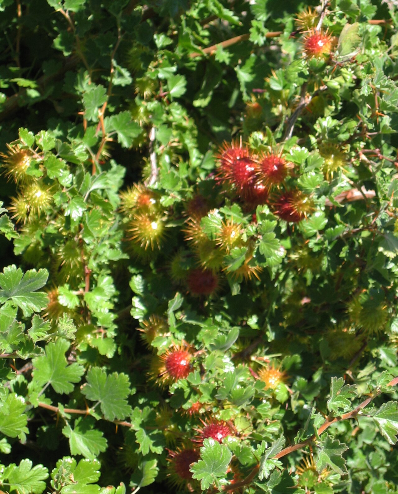 Sierra Gooseberry (Ribes roezlii) - PlantNative.org Cluster of ripe red and yellow spiny Sierra gooseberry (Ribes roezlii) berries among green lobed leaves