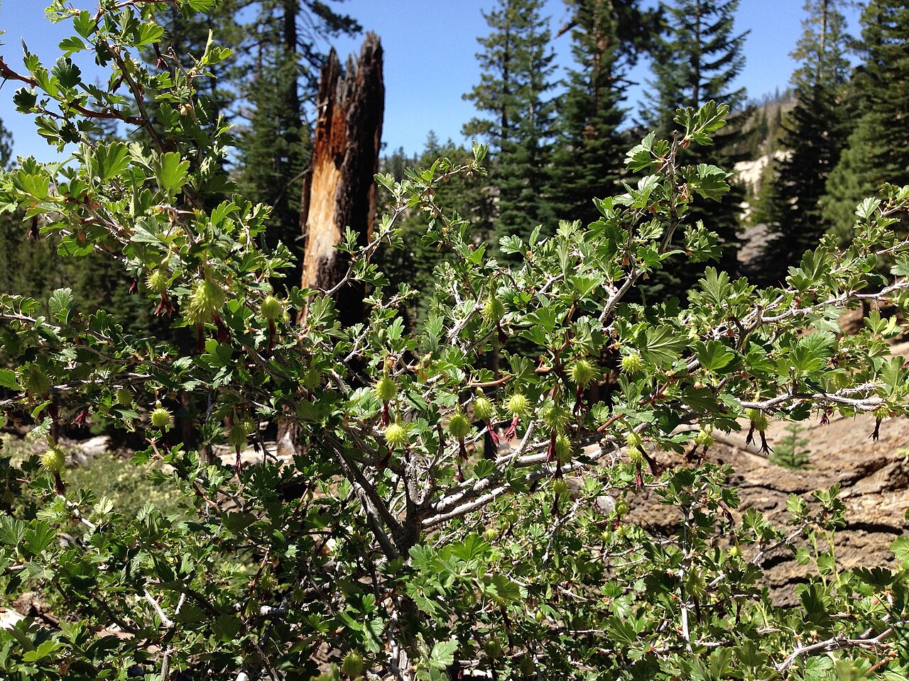 Sierra Gooseberry (Ribes roezlii) - PlantNative.org Sierra gooseberry (Ribes roezlii) shrub growing in a Sierra Nevada conifer forest, with spiny green fruit hanging from arching branches