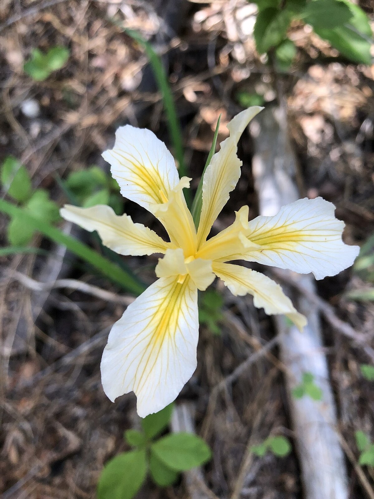 Sierra Iris (Iris hartwegii) - PlantNative.org Close-up of a Sierra iris flower showing pale cream and yellow petals with fine yellow veining