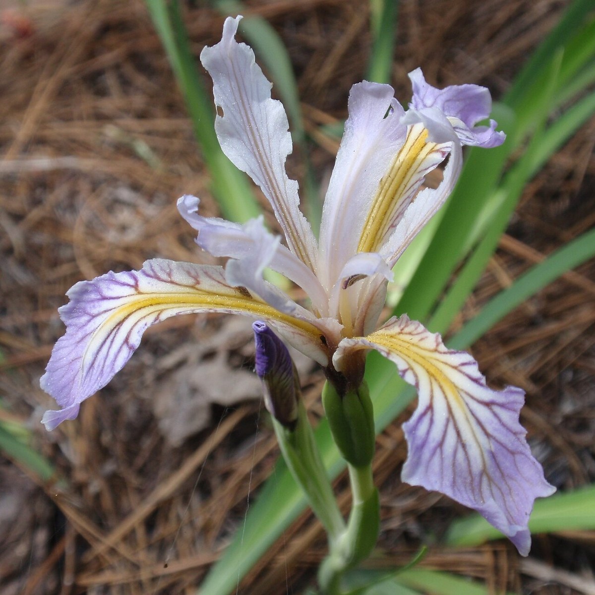 Sierra Iris (Iris hartwegii) - PlantNative.org Sierra iris flower in lavender and cream tones growing in leaf litter at the forest edge