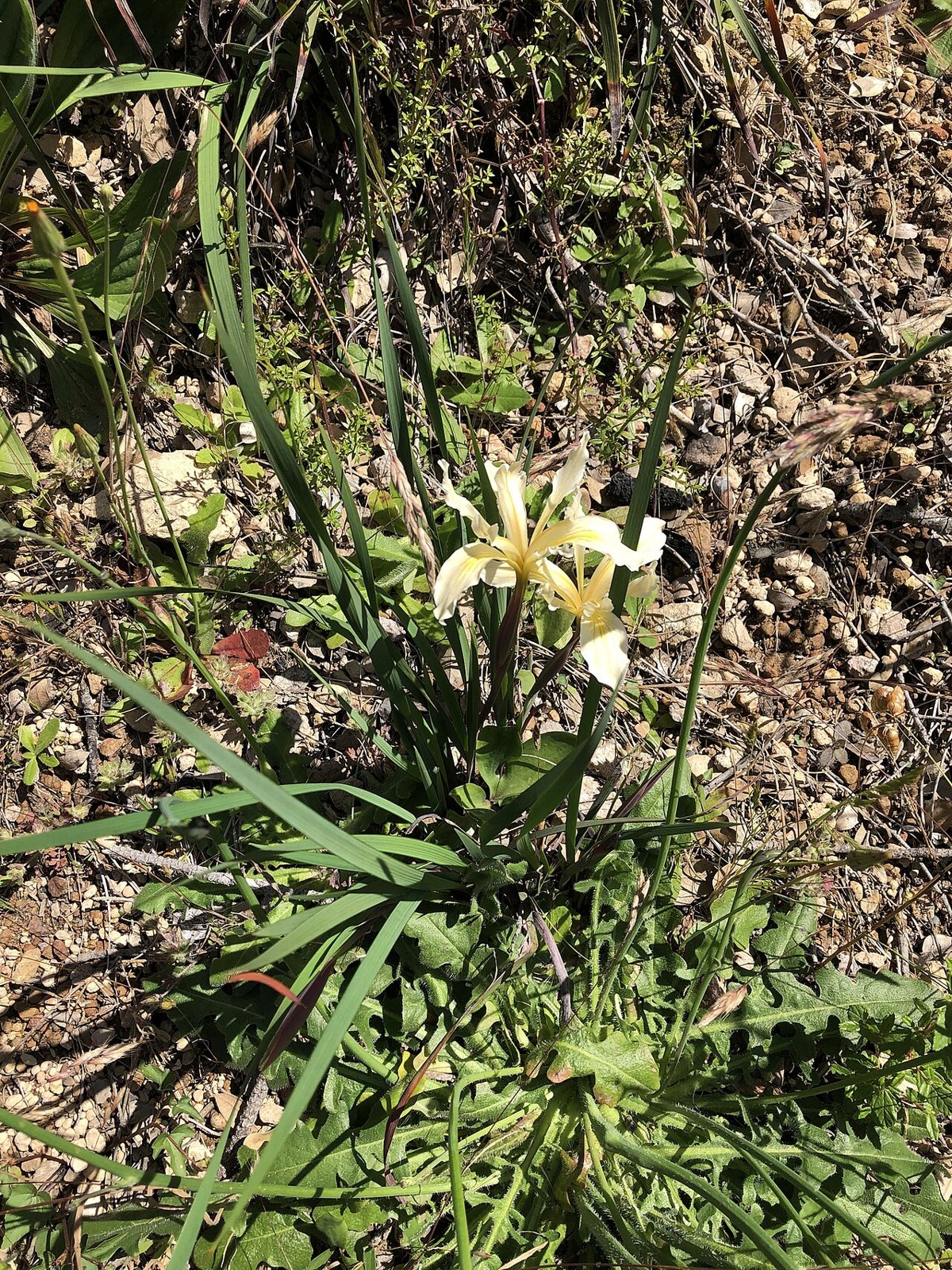 Sierra Iris (Iris hartwegii) - PlantNative.org Sierra iris (Iris hartwegii) plant with grass-like leaves and a single pale yellow flower growing in gravelly forest soil