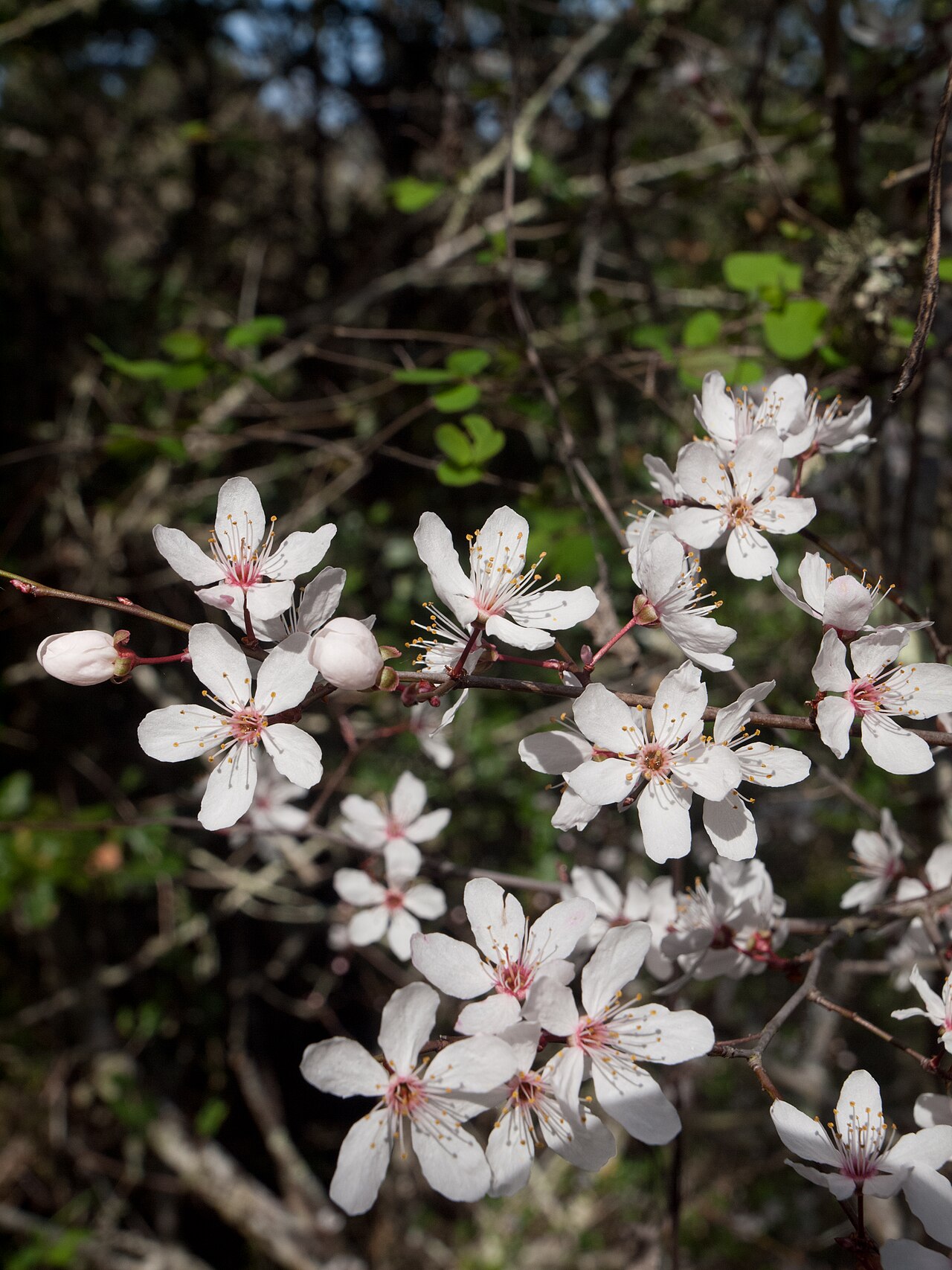 Sierra Plum (Prunus subcordata) - PlantNative.org Sierra plum (Prunus subcordata) branch covered in white five-petaled spring flowers with yellow stamens