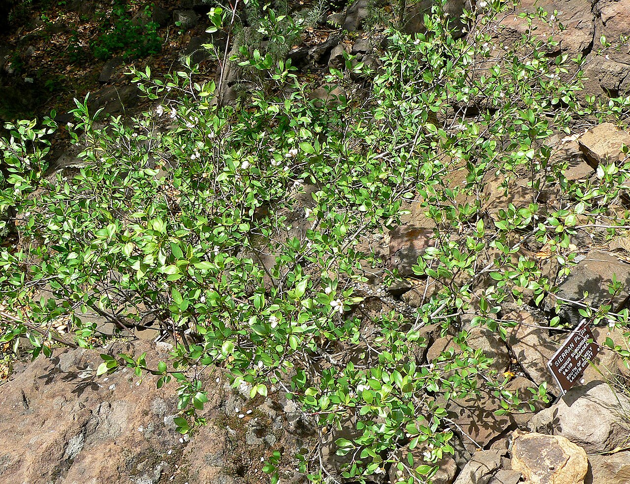 Sierra Plum (Prunus subcordata) - PlantNative.org Sierra plum (Prunus subcordata) growing as a dense low thicket on a rocky slope