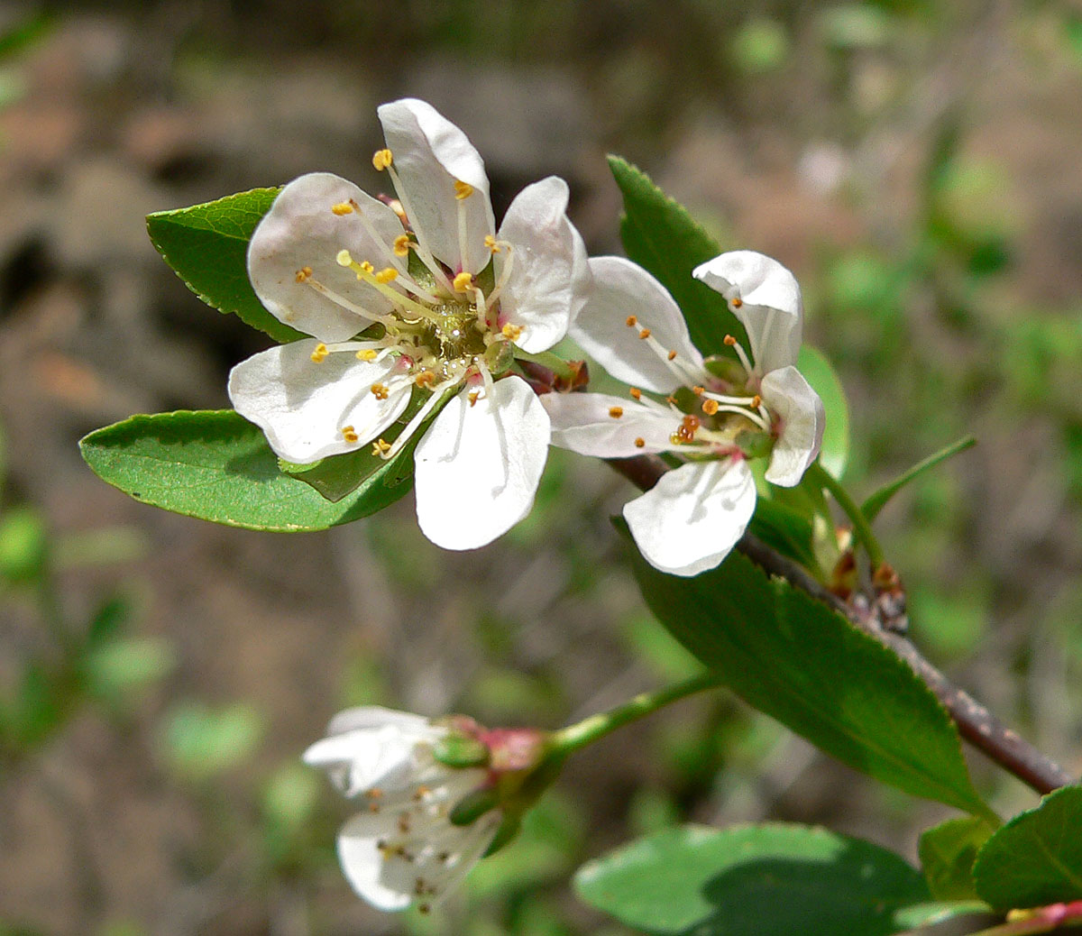 Sierra Plum (Prunus subcordata) - PlantNative.org Close-up of Sierra plum (Prunus subcordata) flowers and finely toothed oval leaves on a reddish twig