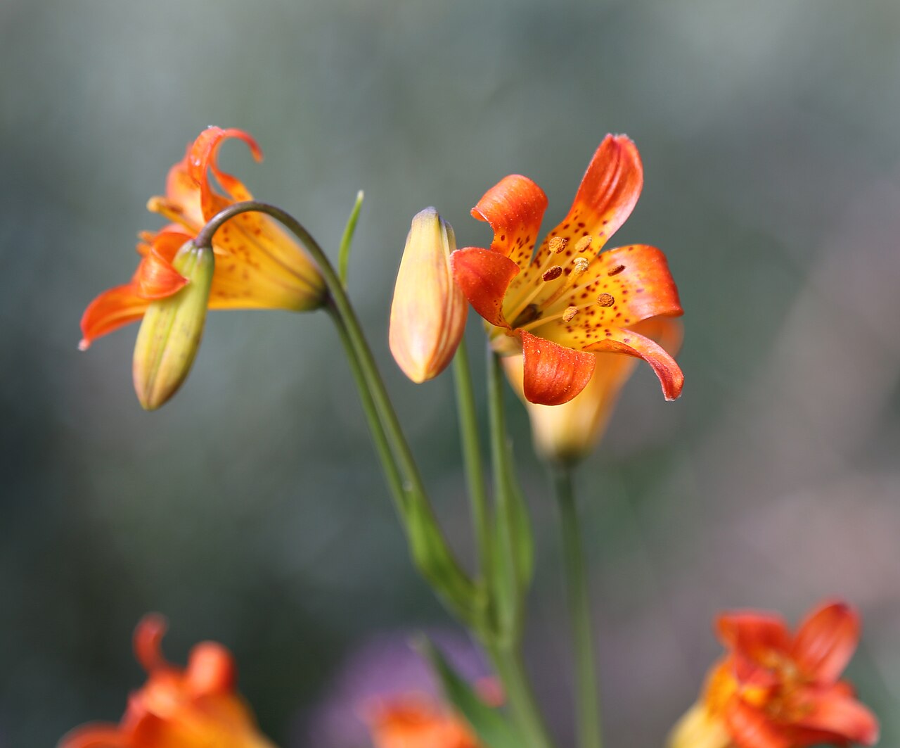 Sierra Tiger Lily (Lilium parvum) - PlantNative.org Close-up of Sierra tiger lily (Lilium parvum) flowers and buds showing orange recurved petals with dark maroon spotting