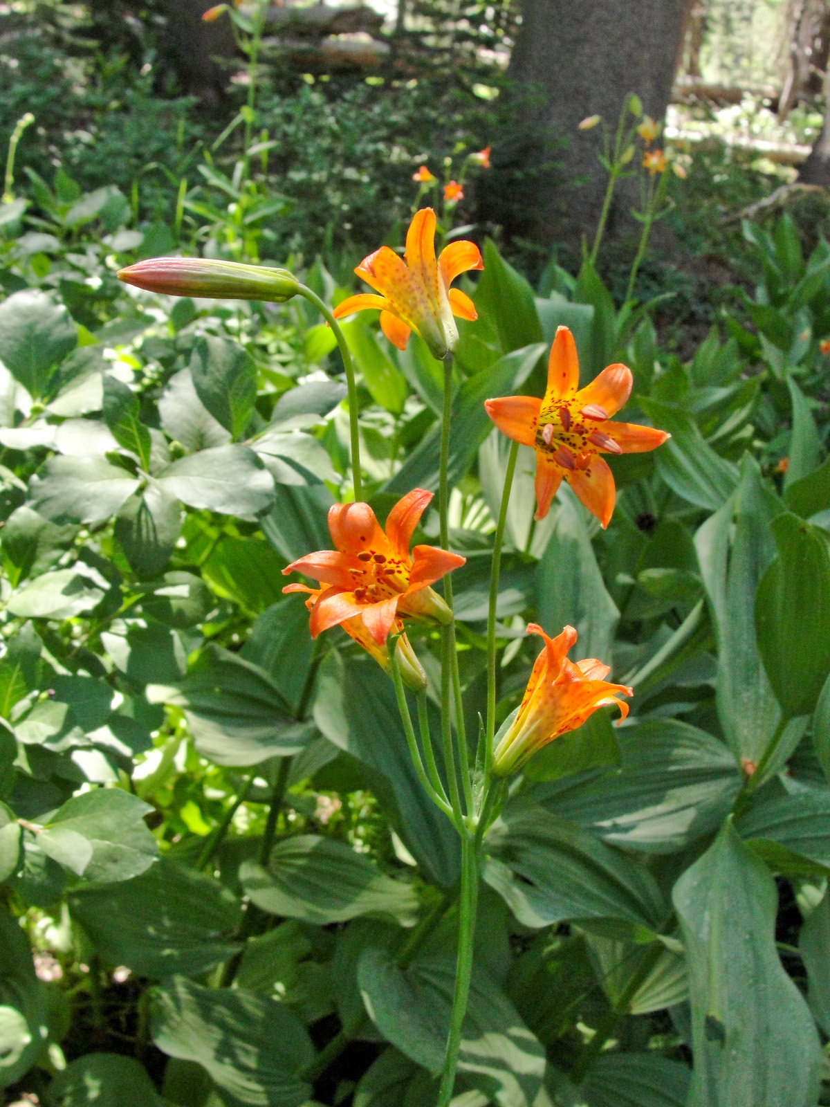 Sierra Tiger Lily (Lilium parvum) - PlantNative.org Sierra tiger lily (Lilium parvum) flowering among corn lily foliage in a shaded Sierra Nevada forest meadow