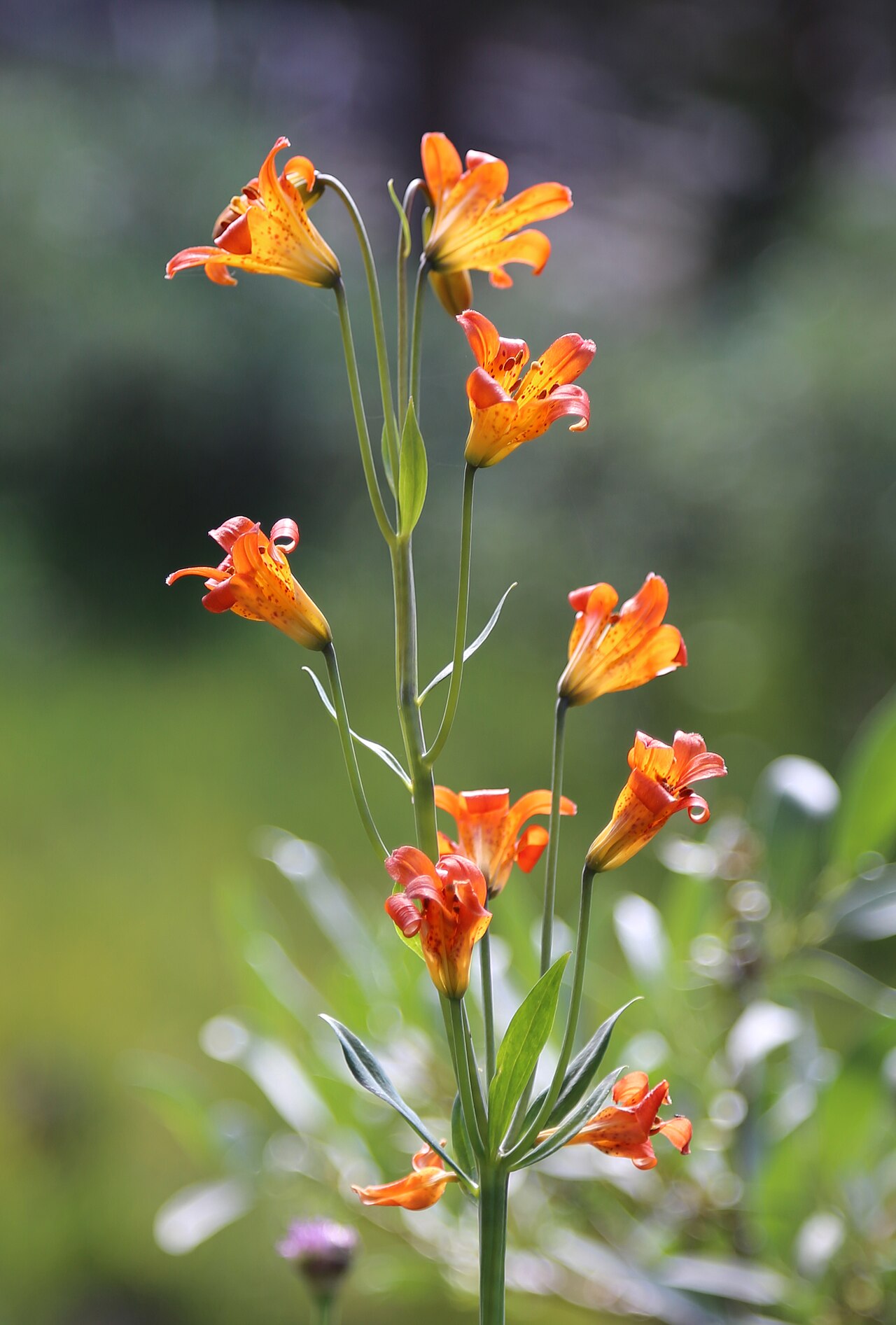 Sierra Tiger Lily (Lilium parvum) - PlantNative.org Sierra tiger lily (Lilium parvum) flowering stalk with multiple nodding orange spotted flowers against a green mountain backdrop