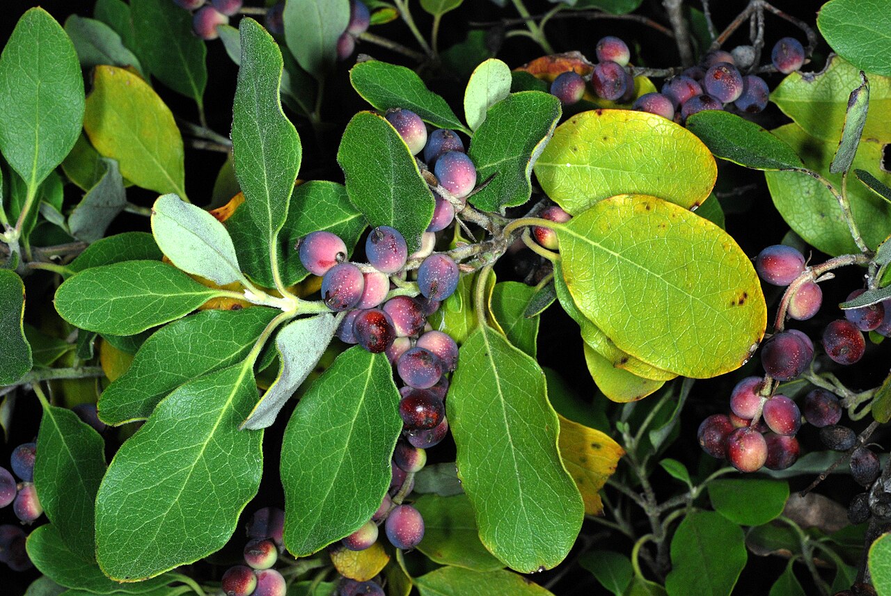 Silktassel (Garrya ovata) - PlantNative.org Clusters of ripening purple-black Silktassel (Garrya ovata) berries among leathery blue-green leaves