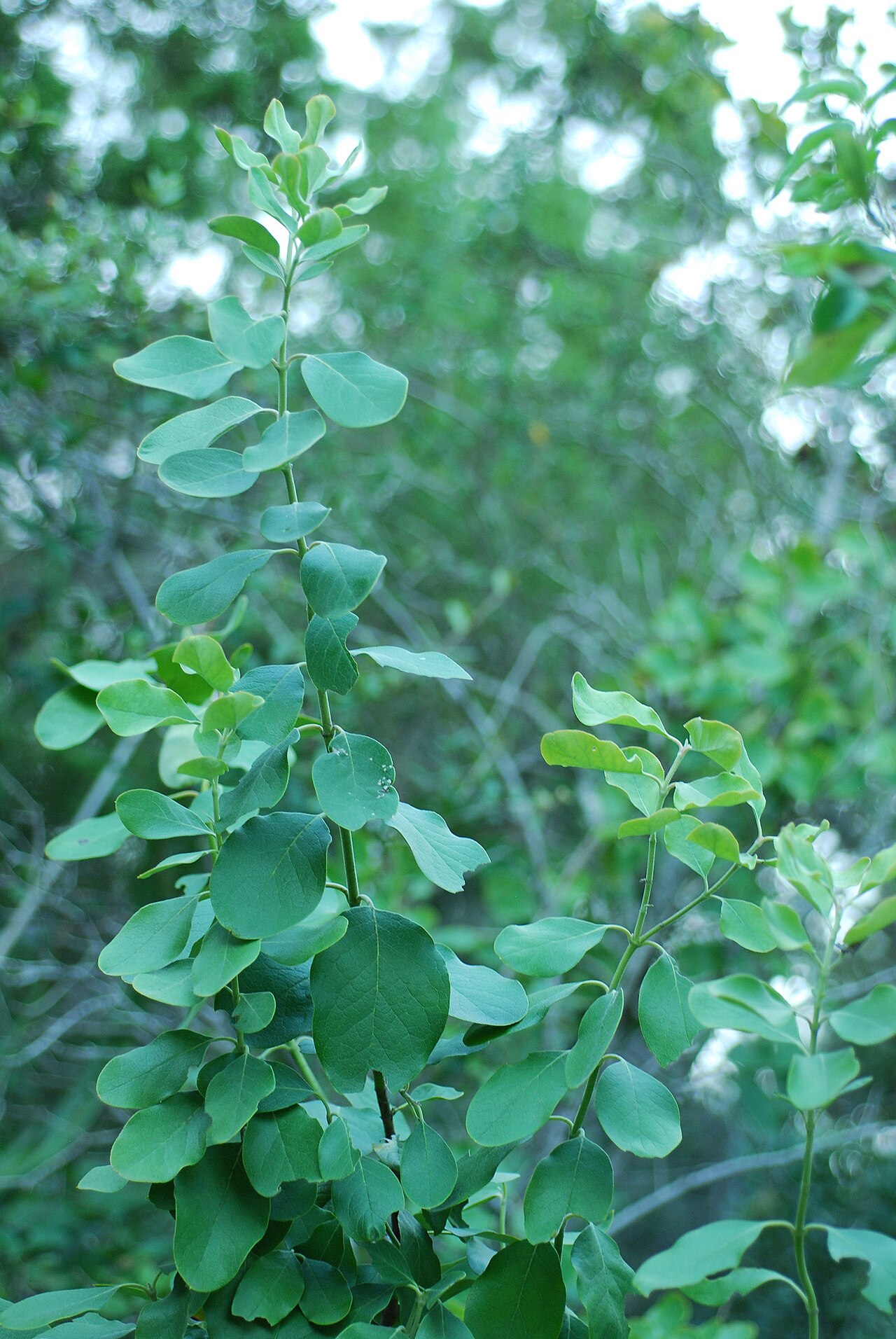 Silktassel (Garrya ovata) - PlantNative.org Silktassel (Garrya ovata) shrub showing upright branches with rounded, blue-green, leathery leaves