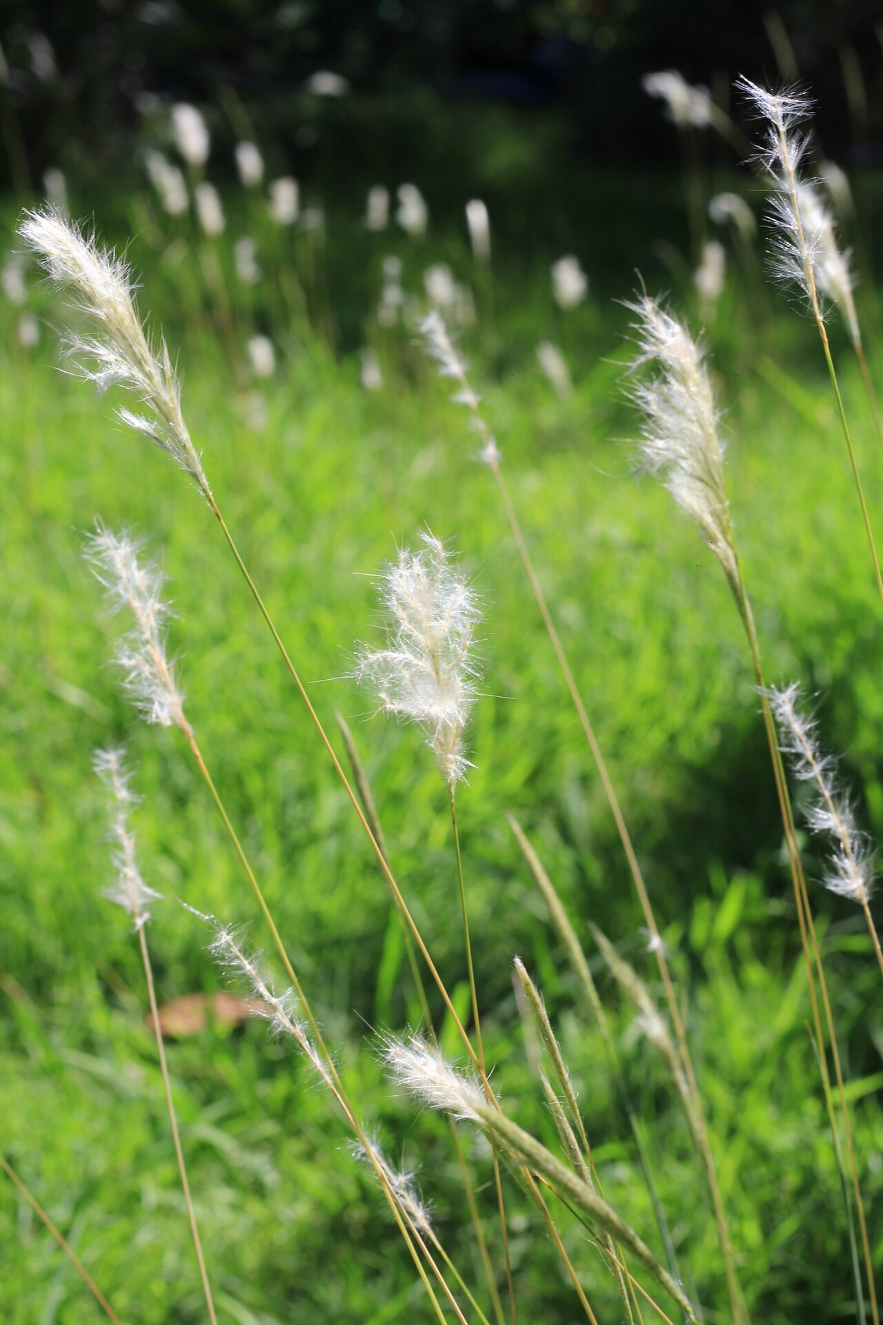 Silver Bluestem (Bothriochloa laguroides) - PlantNative.org Close-up of silver bluestem (Bothriochloa laguroides) fluffy white seed heads against green grass
