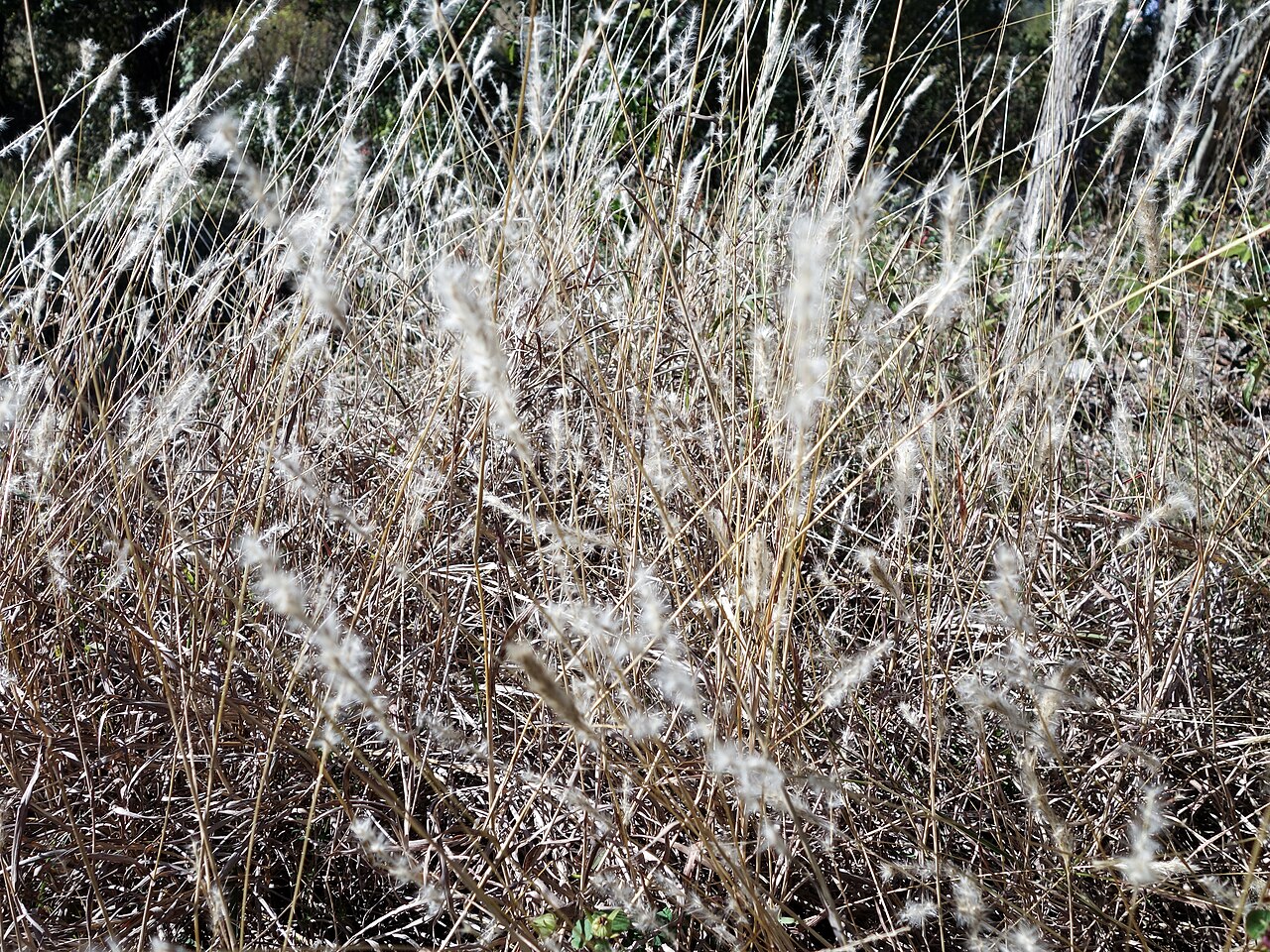 Silver Bluestem (Bothriochloa laguroides) - PlantNative.org Silver bluestem (Bothriochloa laguroides) grass with silvery-white seed plumes backlit by sun