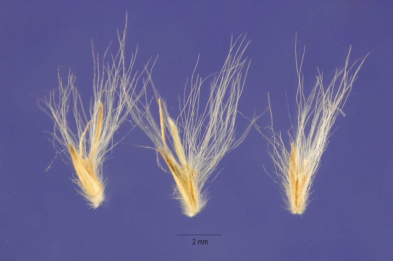 Silver Bluestem (Bothriochloa laguroides) - PlantNative.org Magnified view of silver bluestem (Bothriochloa laguroides) seeds showing long silky hairs