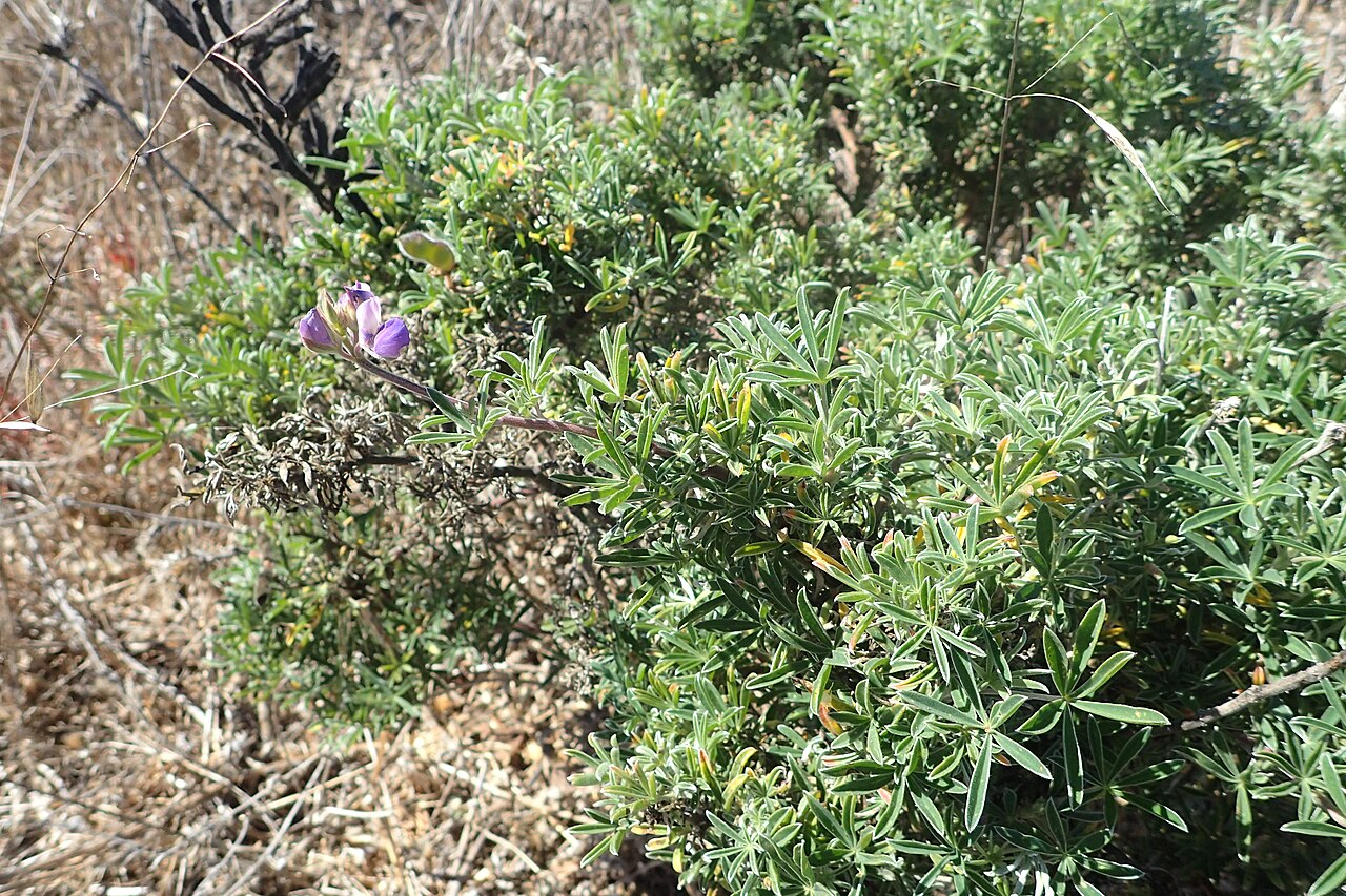 Silver Lupine (Lupinus albifrons) - PlantNative.org Silver lupine (Lupinus albifrons) shrub with silvery-gray foliage and a spike of purple flowers, Sonoma County, California