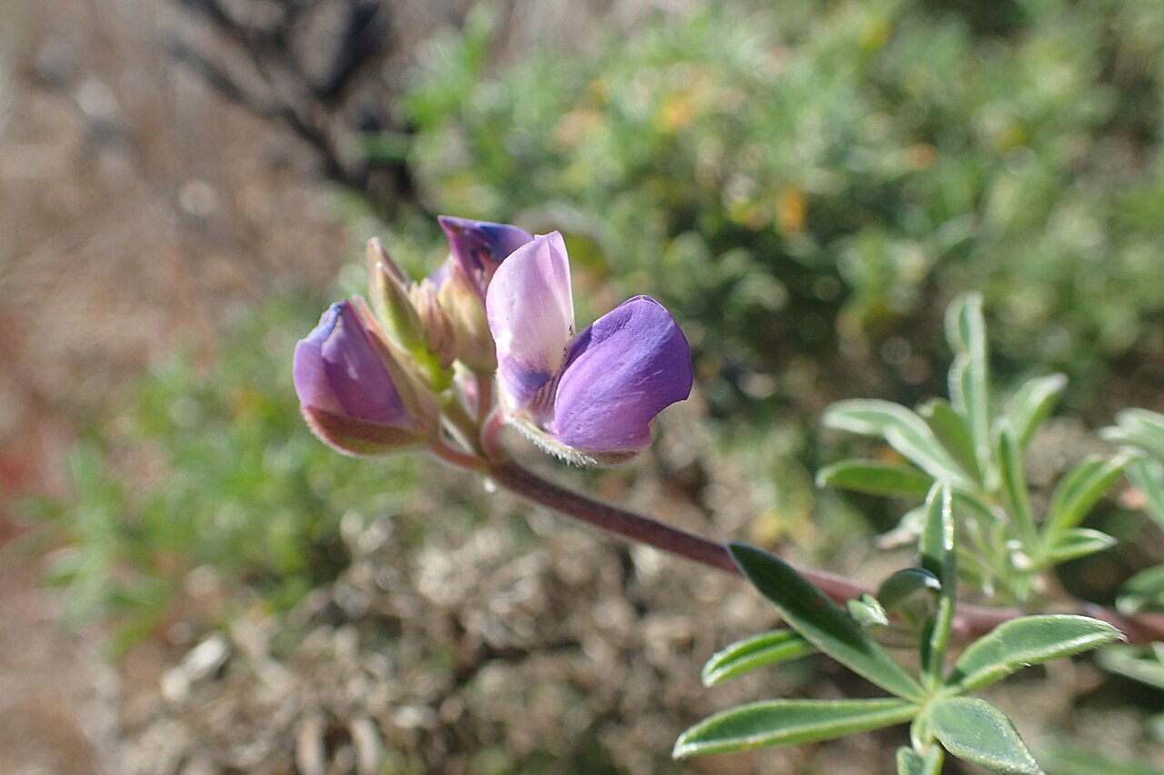 Silver Lupine (Lupinus albifrons) - PlantNative.org Close-up spike of violet-blue silver lupine (Lupinus albifrons) flowers