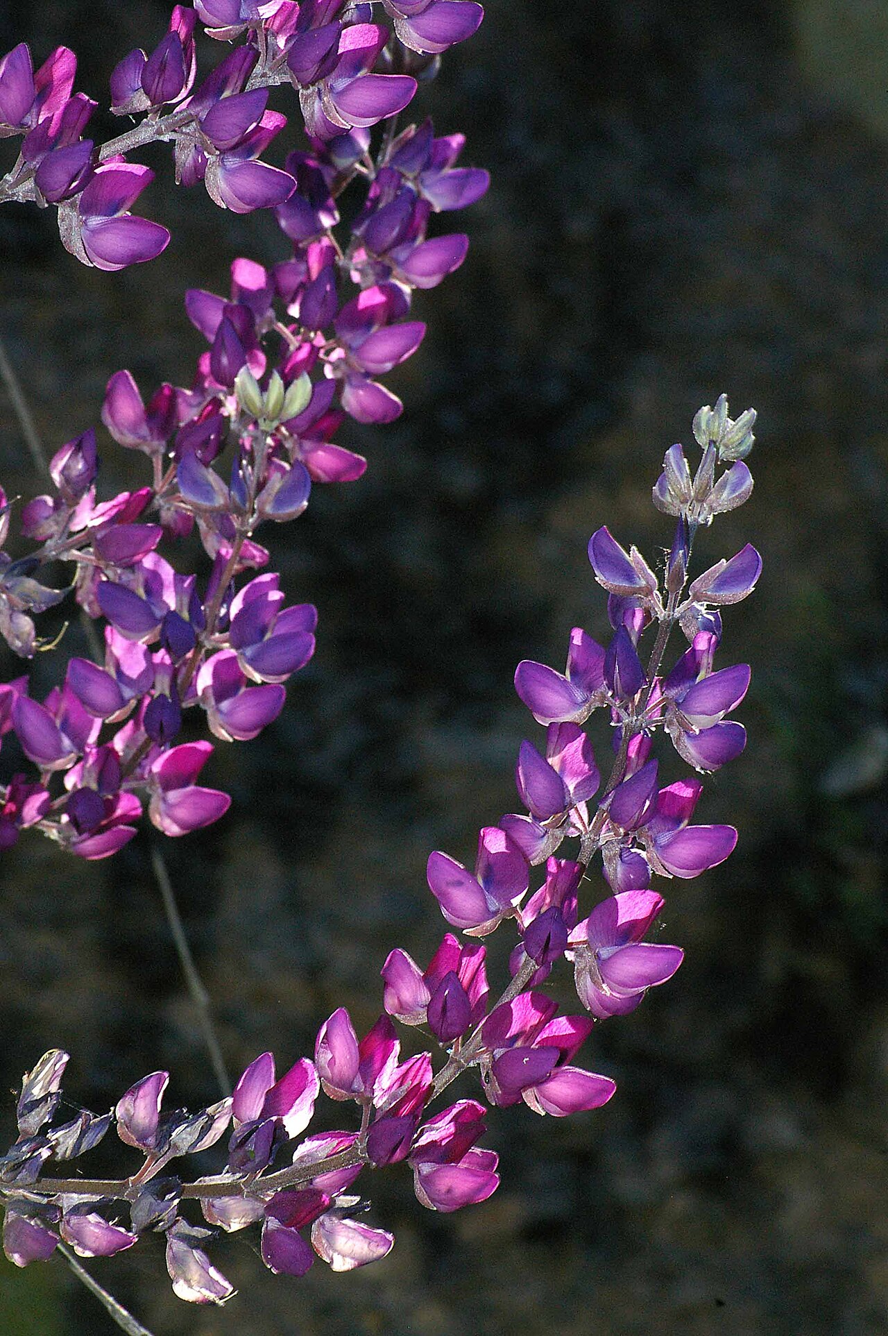 Silver Lupine (Lupinus albifrons) - PlantNative.org Silver lupine (Lupinus albifrons) flowering among dry grasses on a California hillside