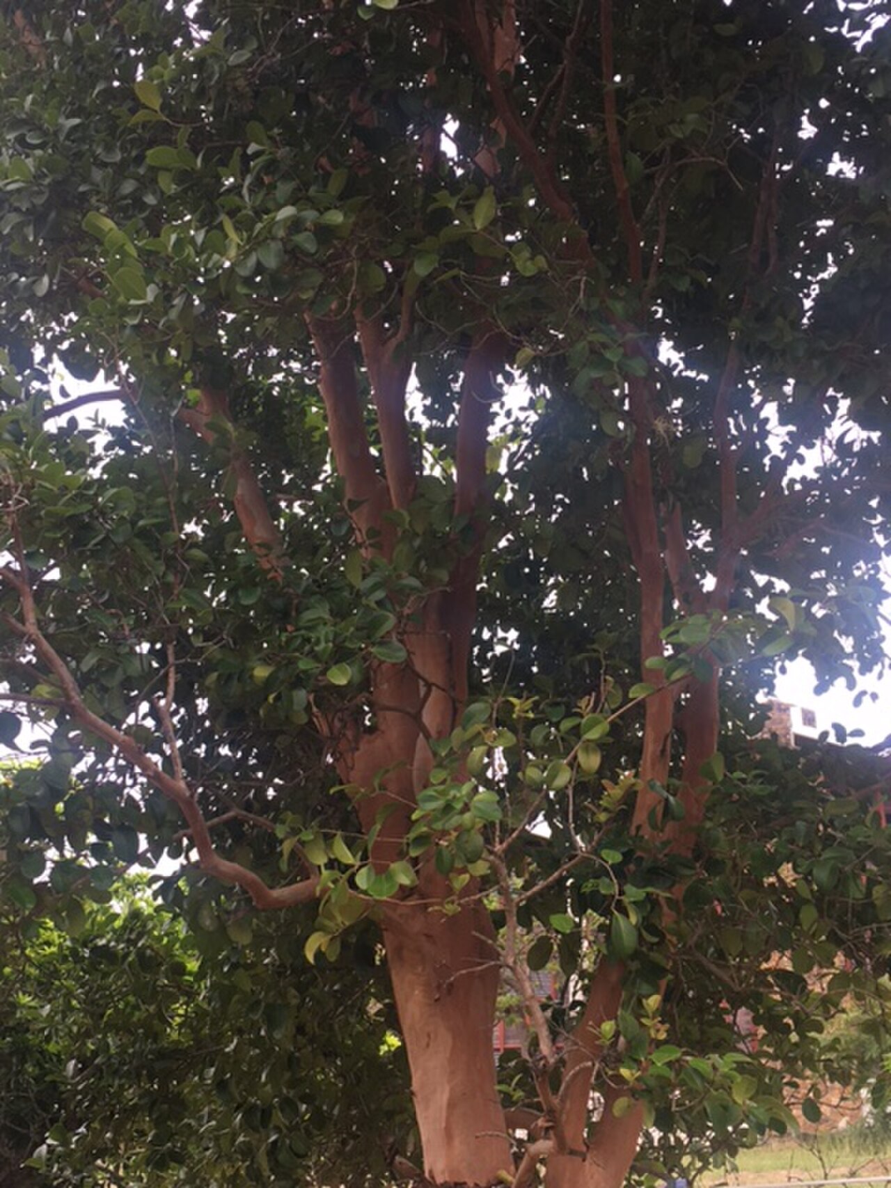 Simpson's Stopper (Myrcianthes fragrans) - PlantNative.org Simpson's Stopper (Myrcianthes fragrans) grown as a multi-trunked small tree, showing reddish exfoliating bark and dense evergreen canopy