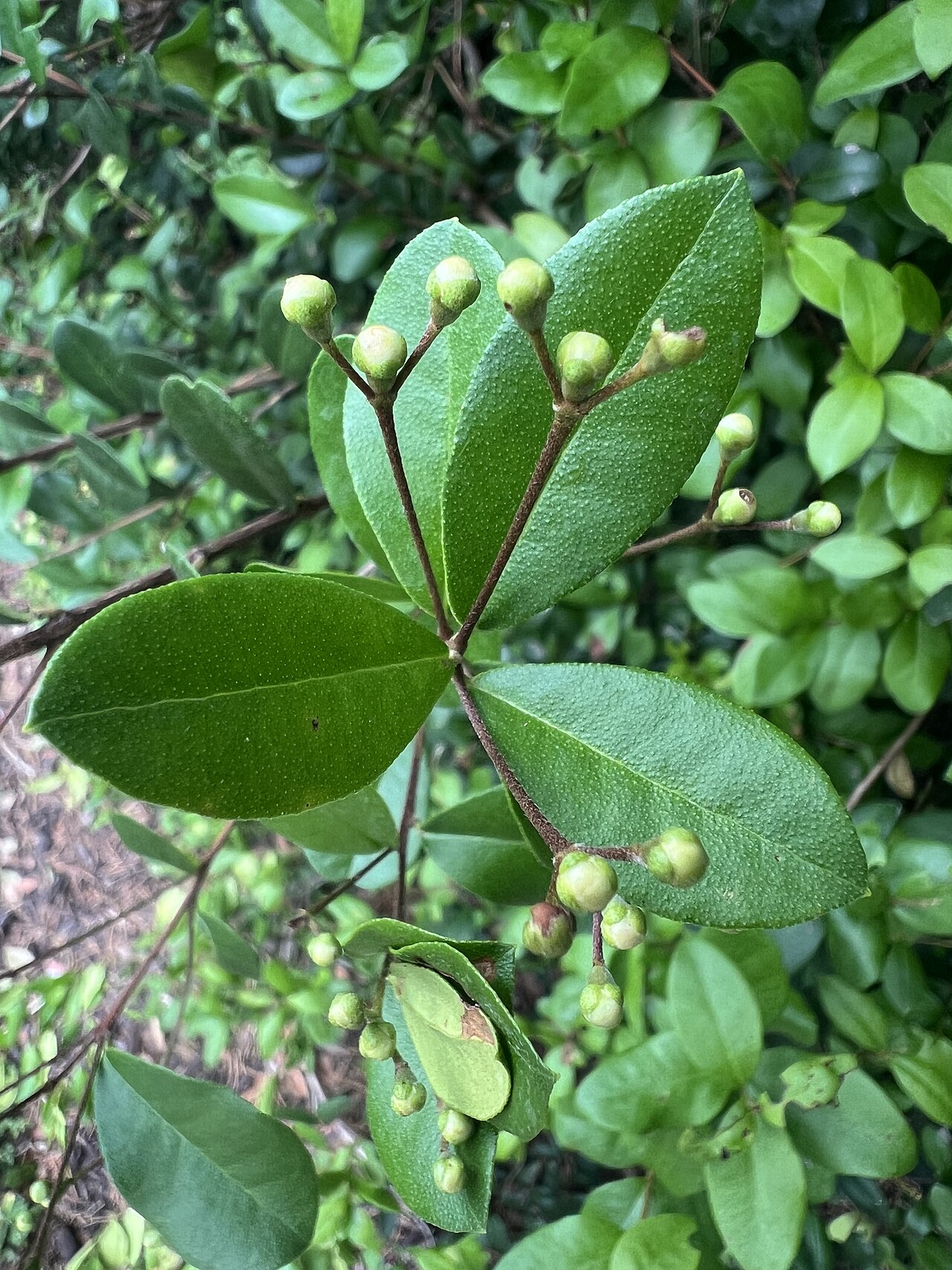 Simpson's Stopper (Myrcianthes fragrans) - PlantNative.org Close-up of Simpson's Stopper glossy leaves and unopened white flower buds