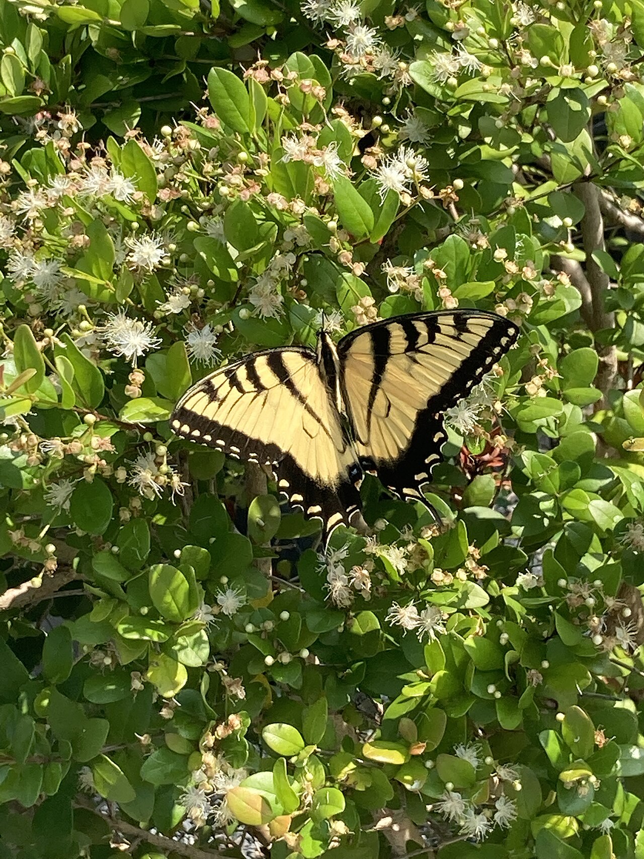 Simpson's Stopper (Myrcianthes fragrans) - PlantNative.org Eastern Tiger Swallowtail butterfly nectaring on blooming Simpson's Stopper flowers