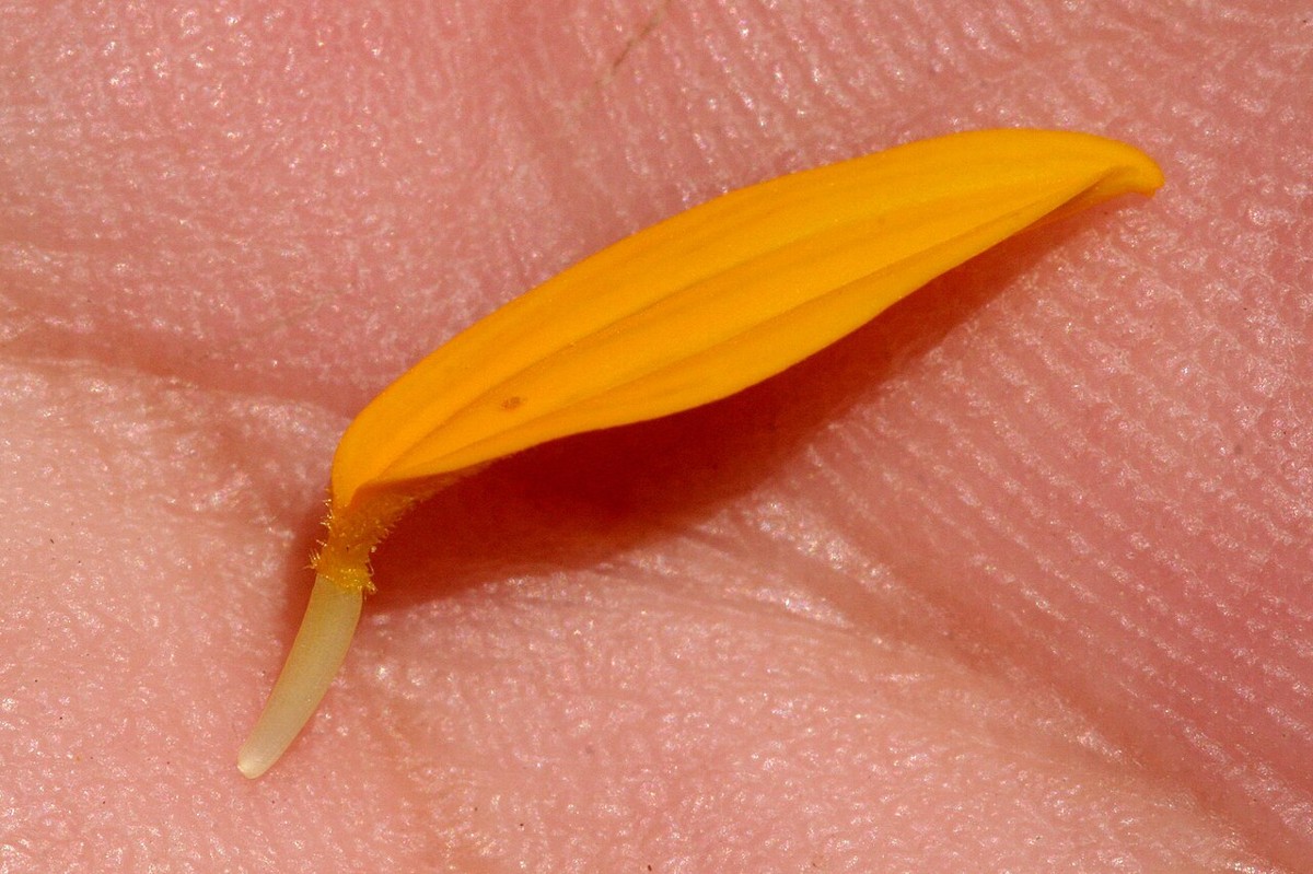 Skeletonleaf Goldeneye (Viguiera stenoloba) - PlantNative.org Skeletonleaf Goldeneye (Viguiera stenoloba) bright yellow daisy-like flowers above finely divided, thread-like foliage