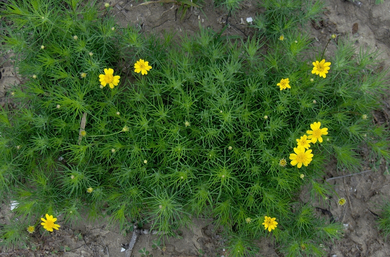 Skeletonleaf Goldeneye (Viguiera stenoloba) - PlantNative.org Skeletonleaf Goldeneye (Viguiera stenoloba) mounding clumps of fine thread-like foliage dotted with yellow flowers growing in rocky soil