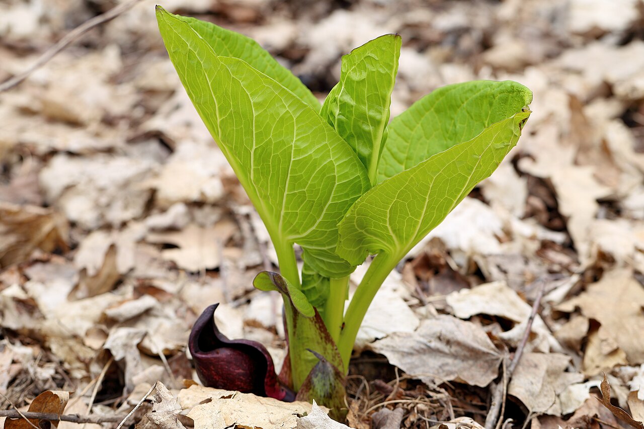 Skunk Cabbage (Symplocarpus foetidus) broad glossy green leaves unfurling above the dark maroon spathe at the base