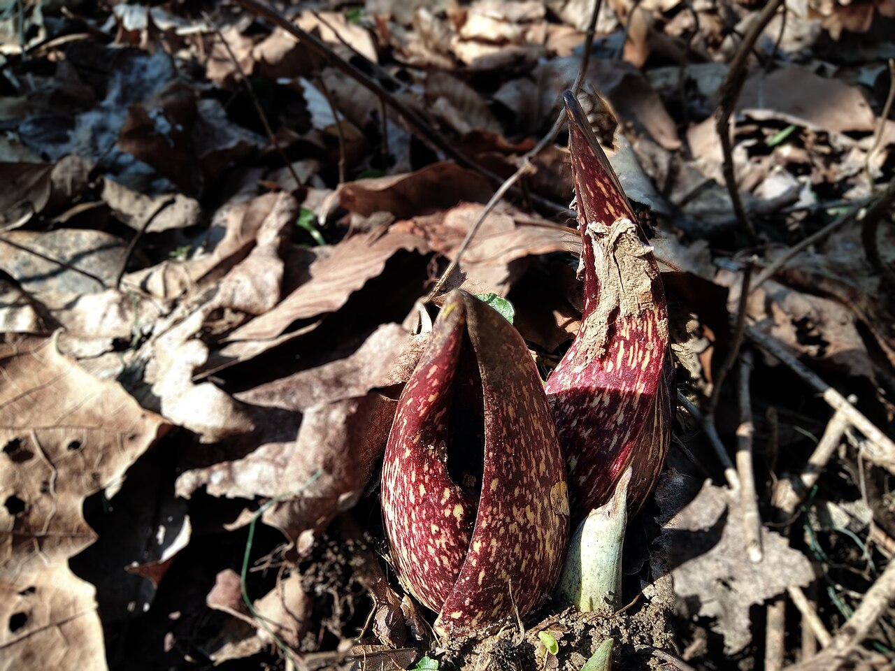 Skunk Cabbage (Symplocarpus foetidus) mottled maroon and yellow spathe emerging from leaf litter in early spring