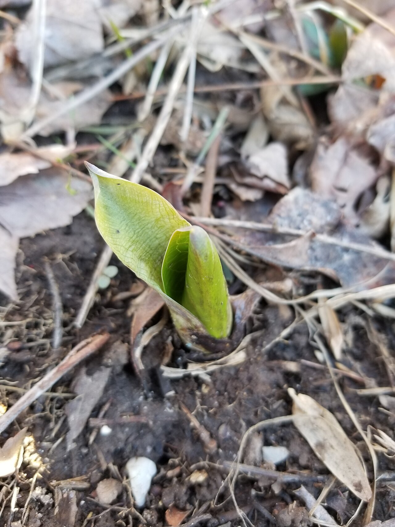 A young Skunk Cabbage (Symplocarpus foetidus) leaf shoot emerging from bare soil in early spring